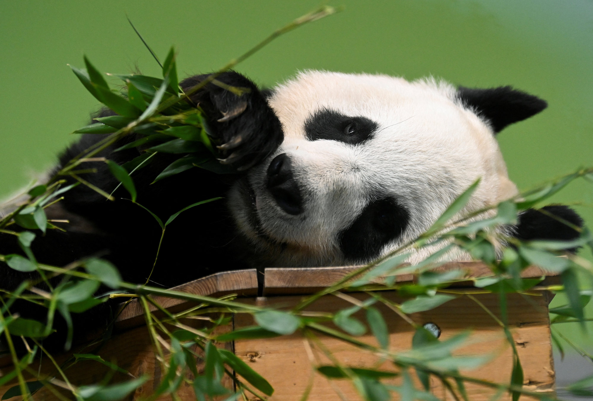 UK’s only pandas, Tian Tian and Yang Guang, return to China after 12