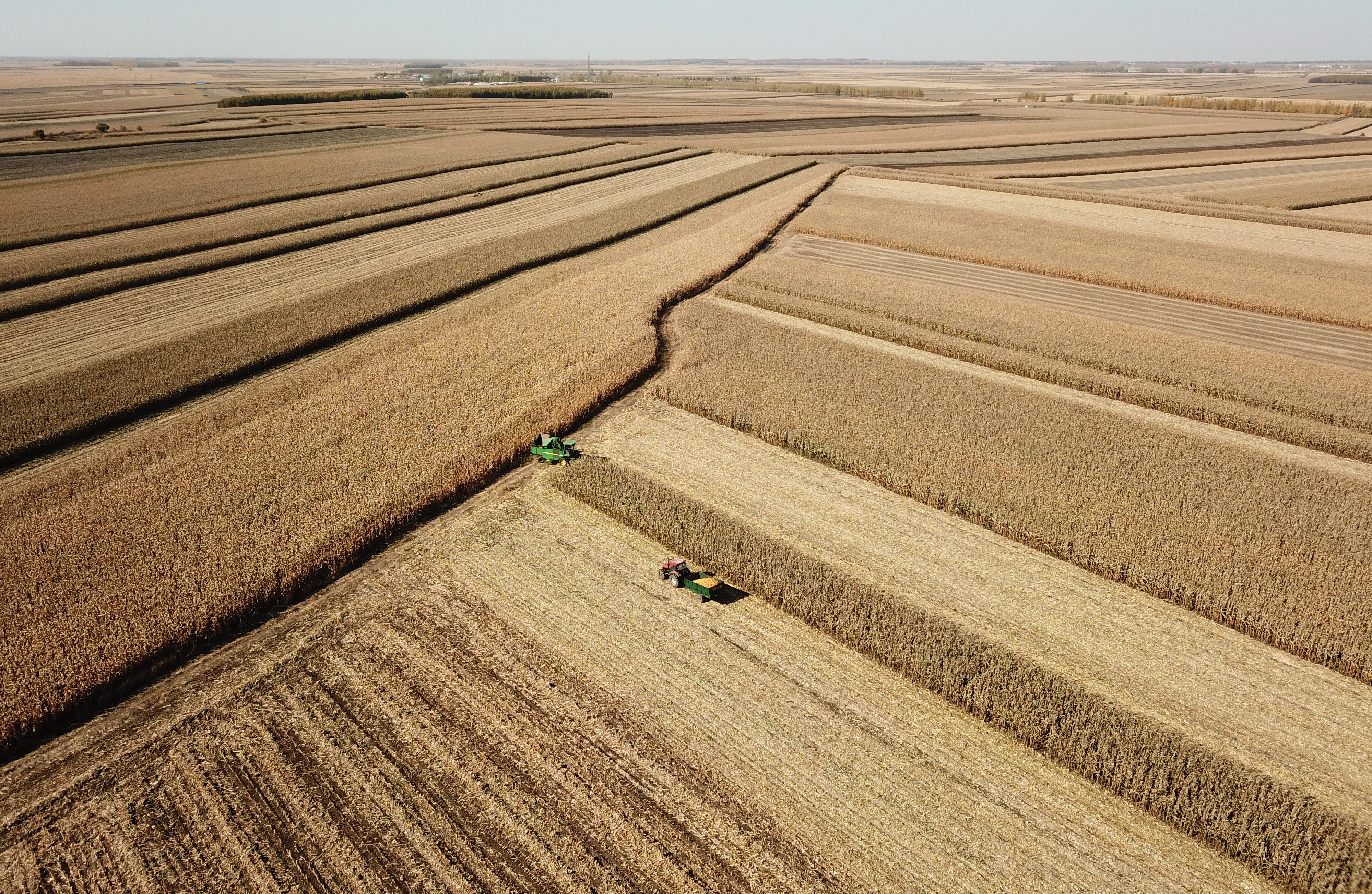 The yield of staple crops like corn is expected to increase substantially with the introduction of GM varieties. Photo: Xinhua