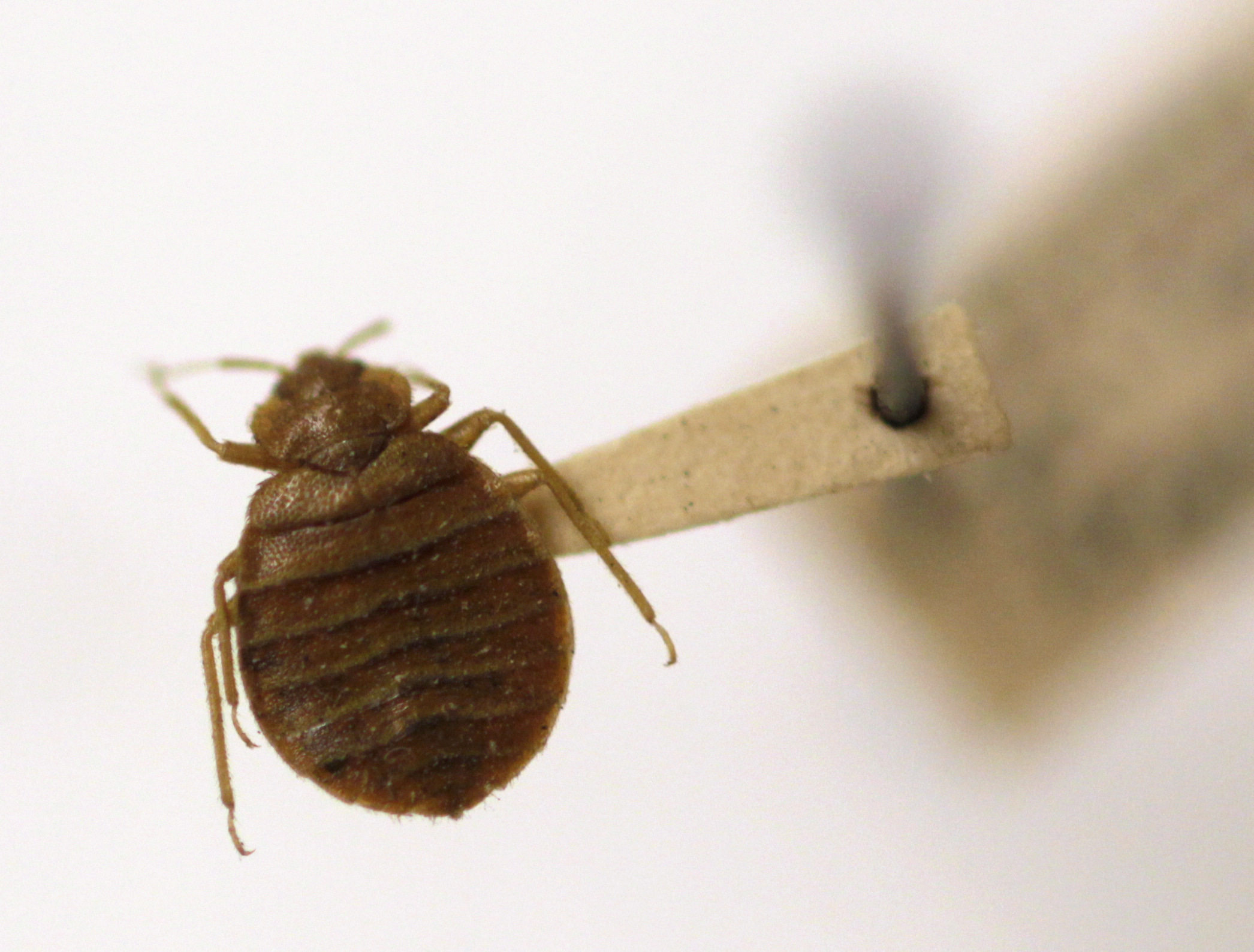 A bedbug. Greece’s health ministry is seeking police help against hoaxers who tried to scare foreign tourists out of several Athens short-term rental flats by putting up posters saying they had to move out because of a bedbug infestation. Photo: AP