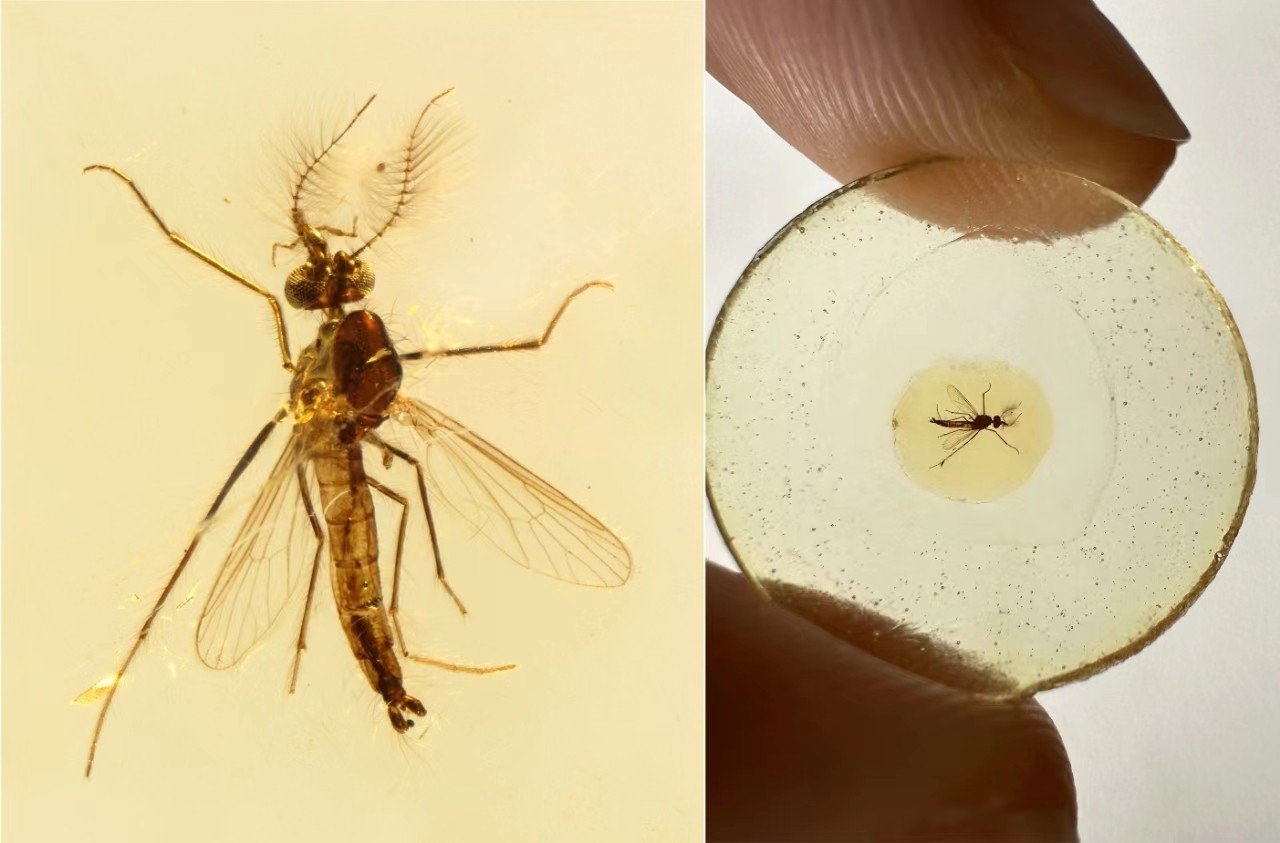 A photo provided by the Nanjing Institute of Geology and Paleontology under the Chinese Academy of Sciences shows the fossil sample of an ancient male mosquito  that was embedded in an amber flake. Photo: Xinhua
