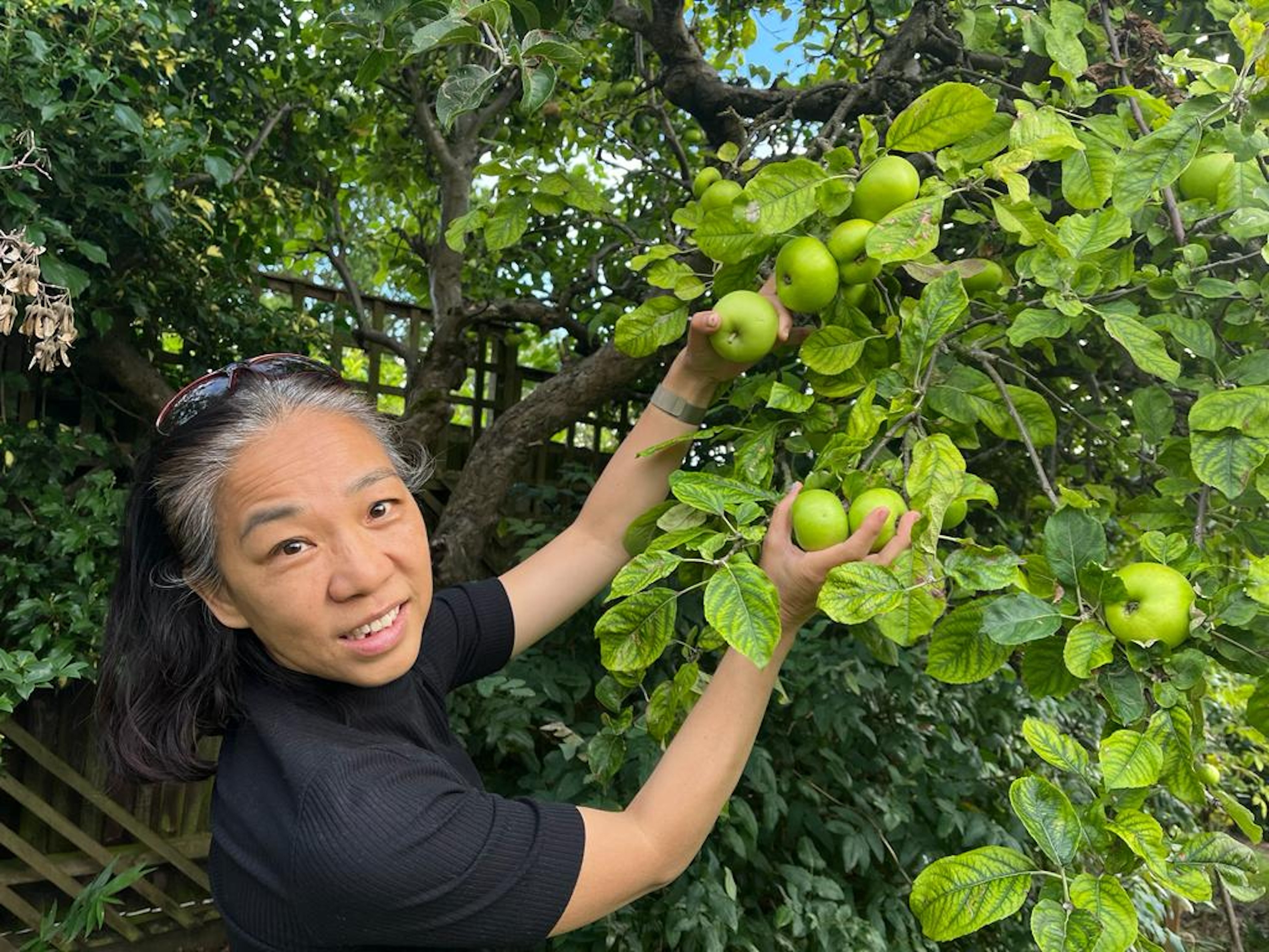 Kitty Wong picks apples from a friend’s tree in the UK, where she is spending her retirement. She explains how she continues to live a happy and purposeful life after retiring, which includes studying, working part-time and volunteering. Photo: Kitty Wong