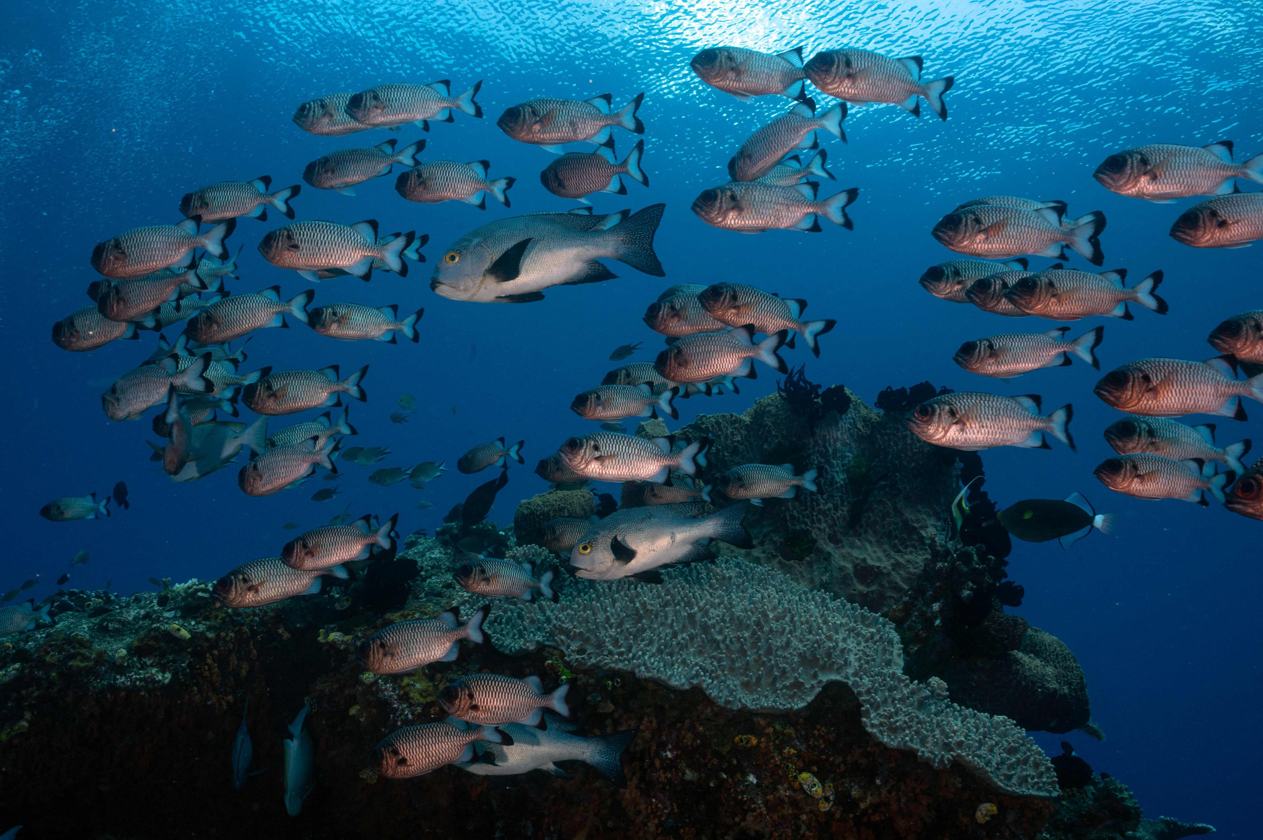 A school of fish swims in the waters of Raja Ampat Regency in Indonesia’s West Papua region. Photo: AFP