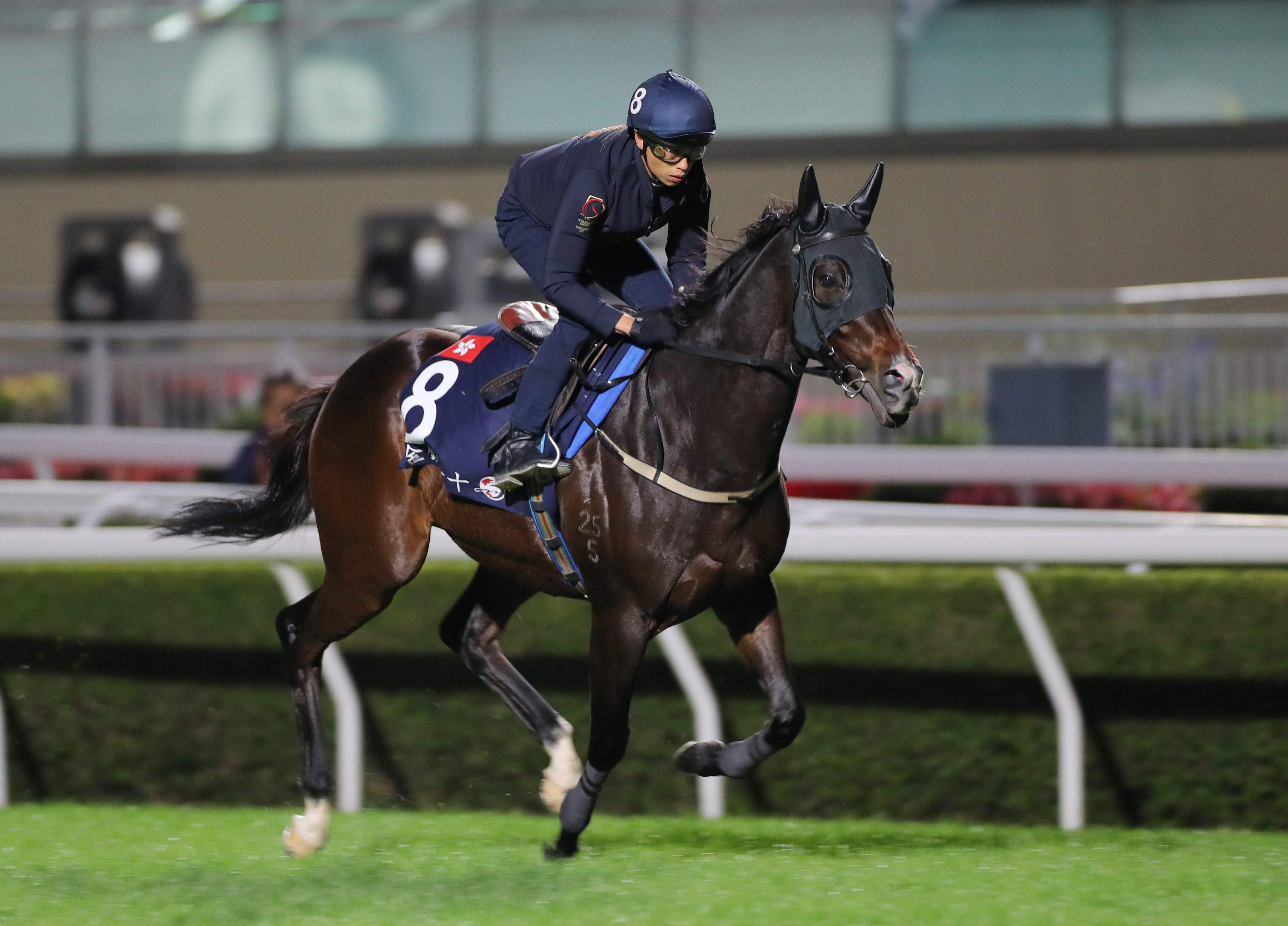 Golden Sixty works under Vincent Ho at Sha Tin this week. Photo: Kenneth Chan