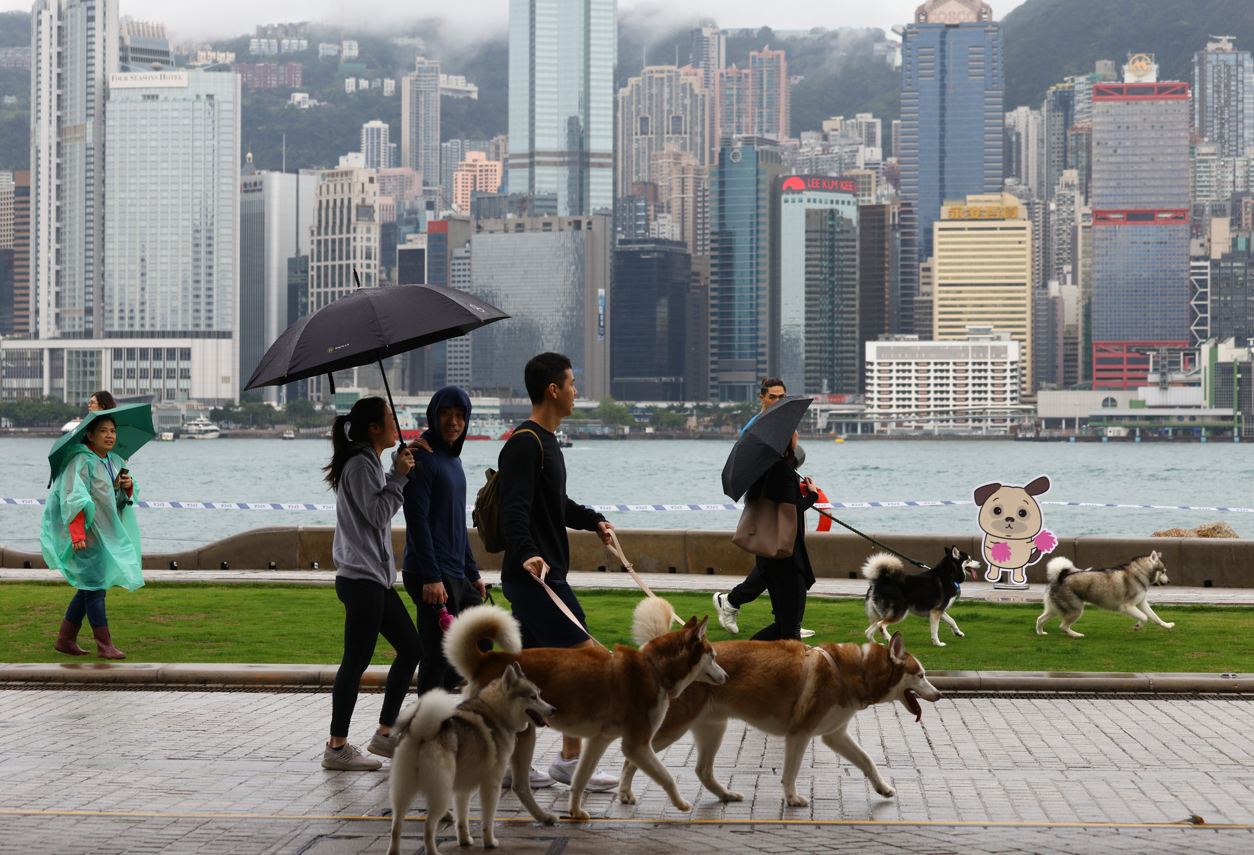 People take their dogs on a charity walk at the ProVet X SPCA Dogathon 2023, hosted by the Society for the Prevention of Cruelty to Animals at Art Park, West Kowloon Cultural District, on March 26. Photo: Dickson Lee