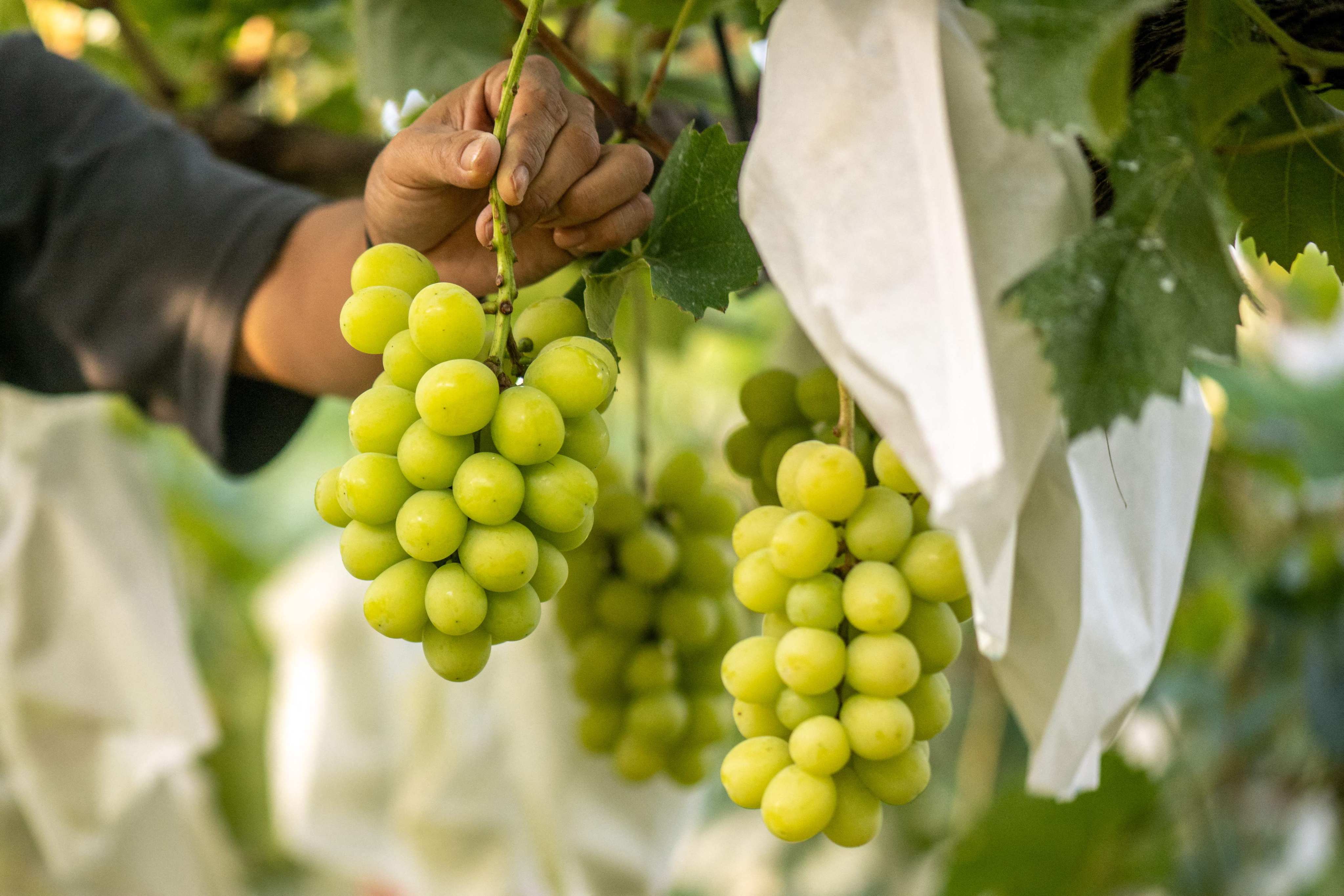 Shine Muscat grapes growing on Yuki Nakamura’s farm in Tomi city, Nagano prefecture. Photo: AFP