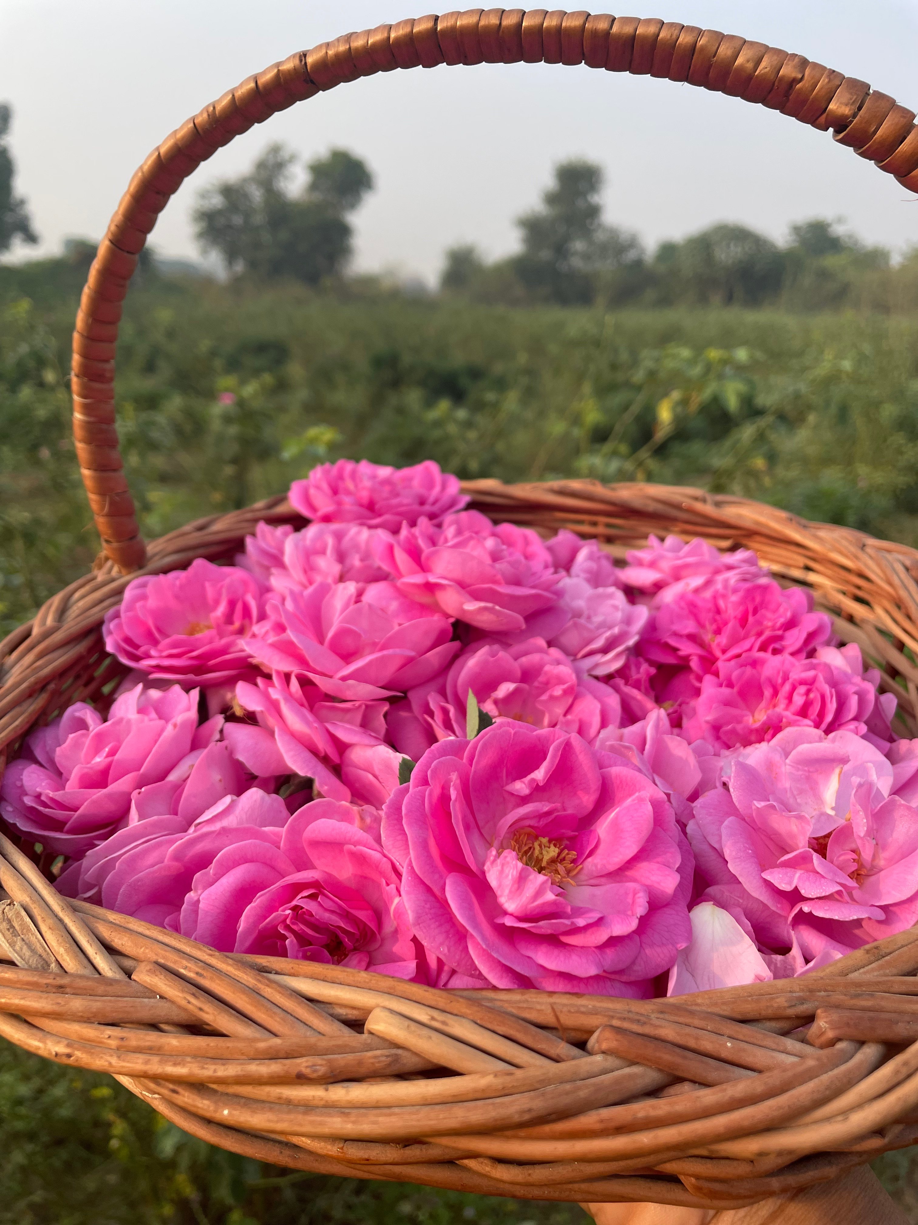 Flower petals are distilled the same day they’re picked. Photo: Reem Khokhar 