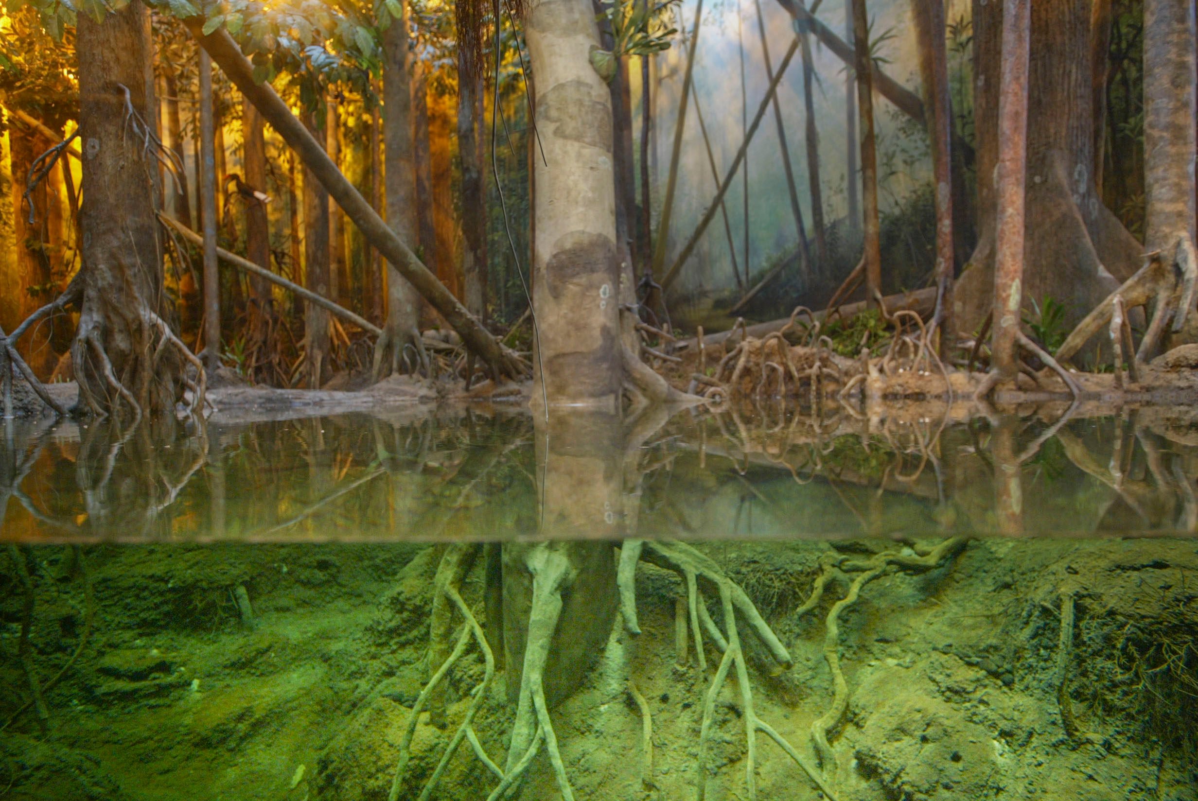 Mangroves in Hong Kong Wetland Park. The trees and their capacity to absorb carbon dioxide were in focus as a  weapon against climate change at the UN’s Cop28 summit in Dubai. Photo: SCMP