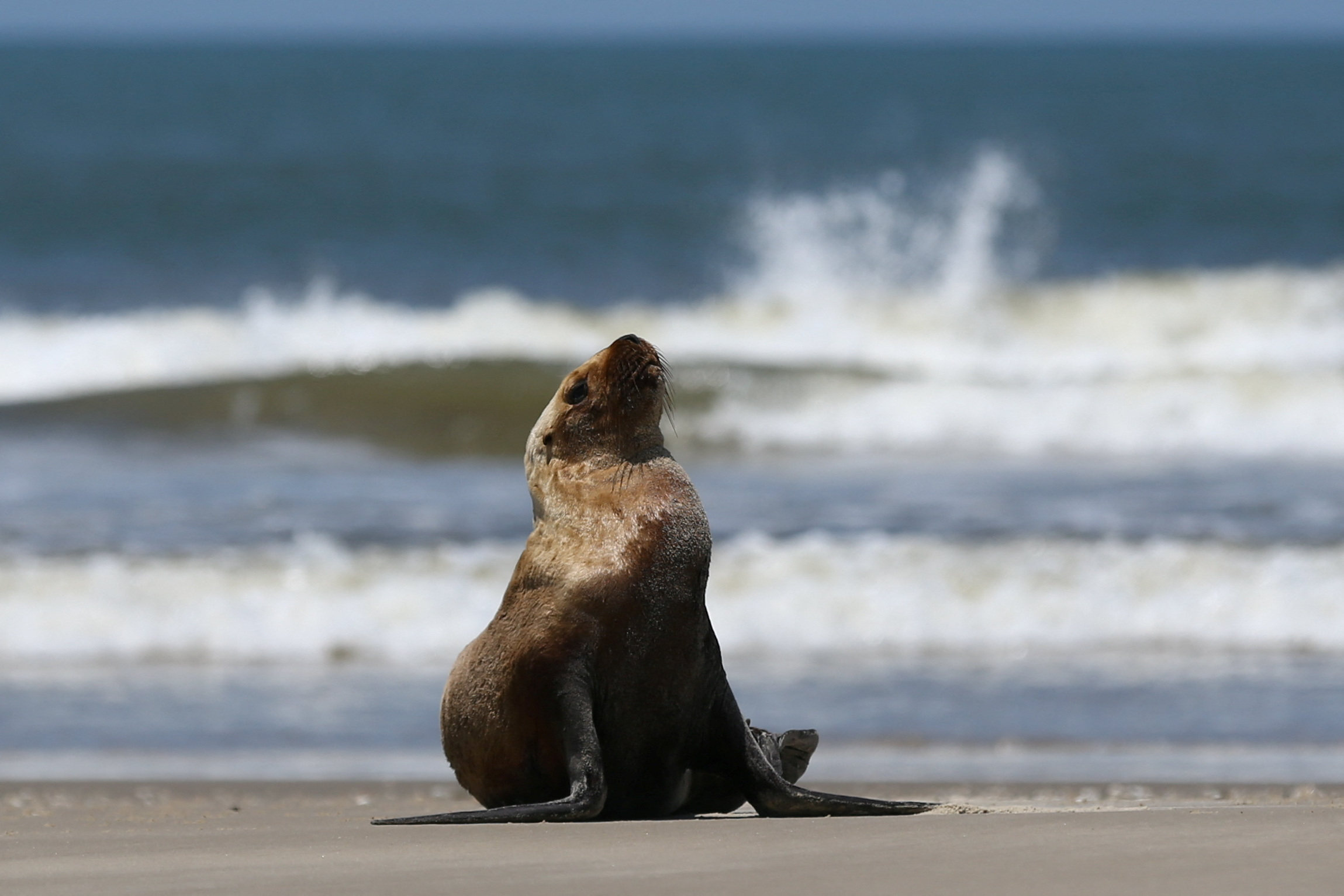 A sea lion with symptoms of bird flu sits on the coast of the Atlantic Ocean during an outbreak in Brazil. Photo: Reuters