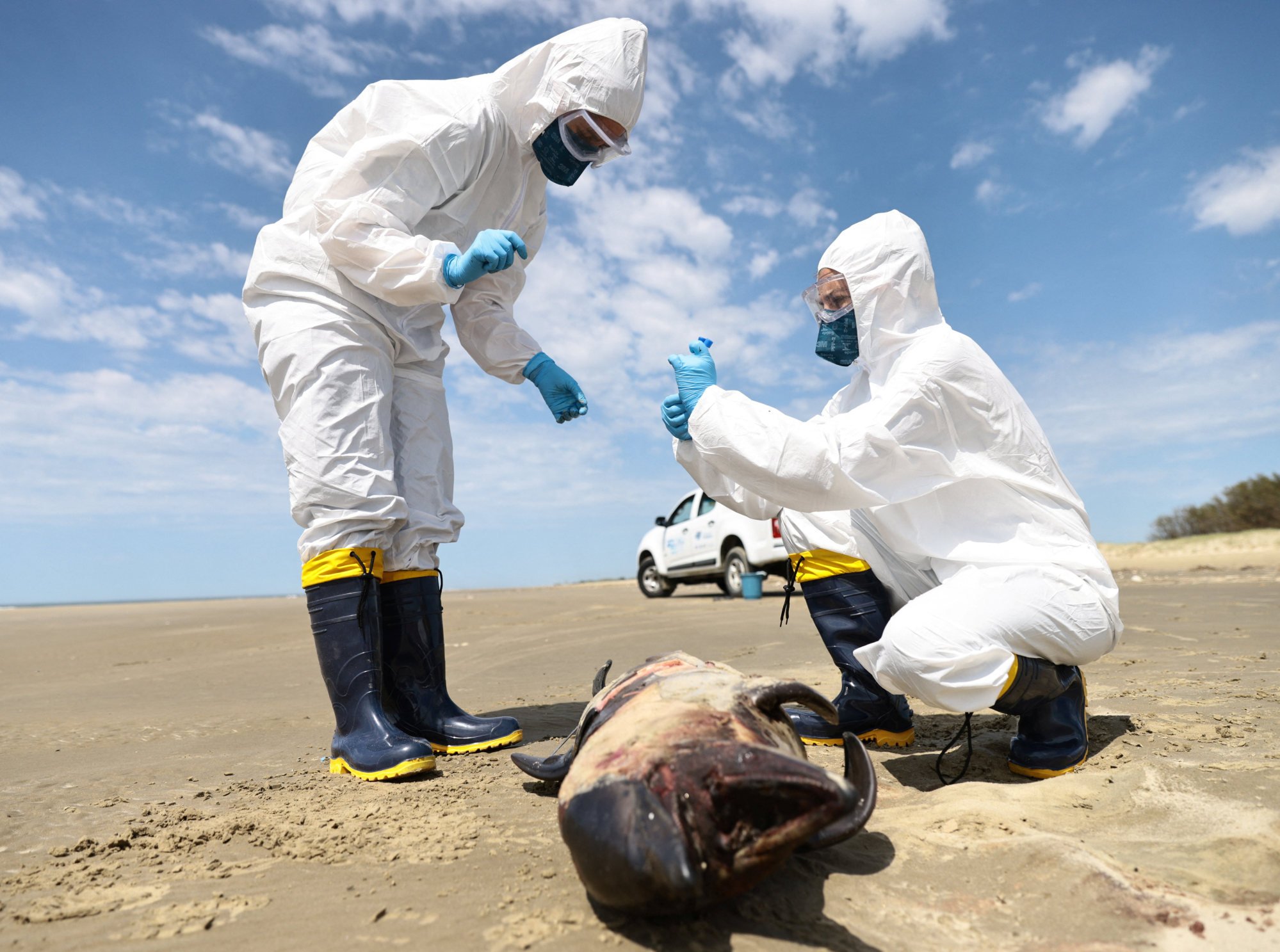 Brazil authorities scramble to isolate bird flu virus that killed 900