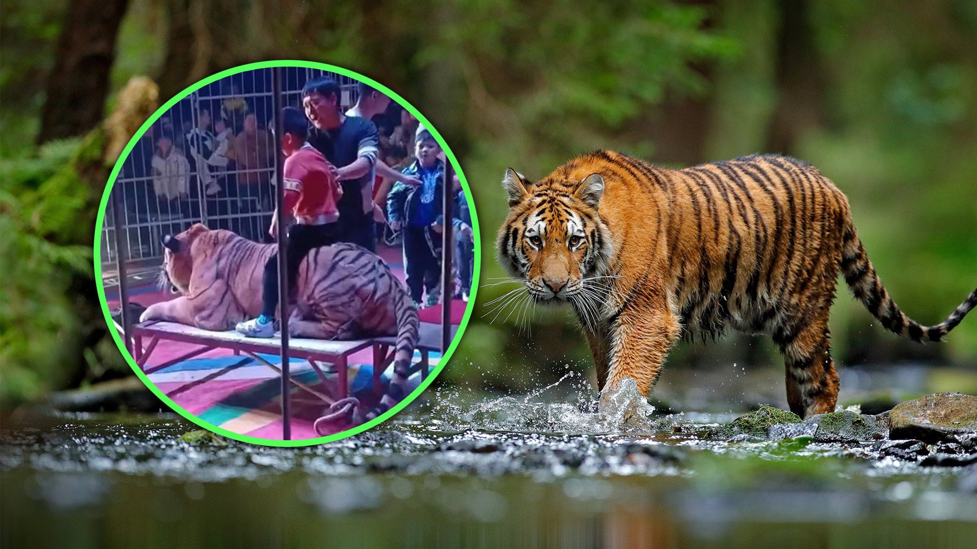 A circus in China charged visitors to ride on the back of a tiger for photos has been ordered to stop all performances pending an investigation and legal action. Photo: SCMP composite/Shutterstock/The Paper