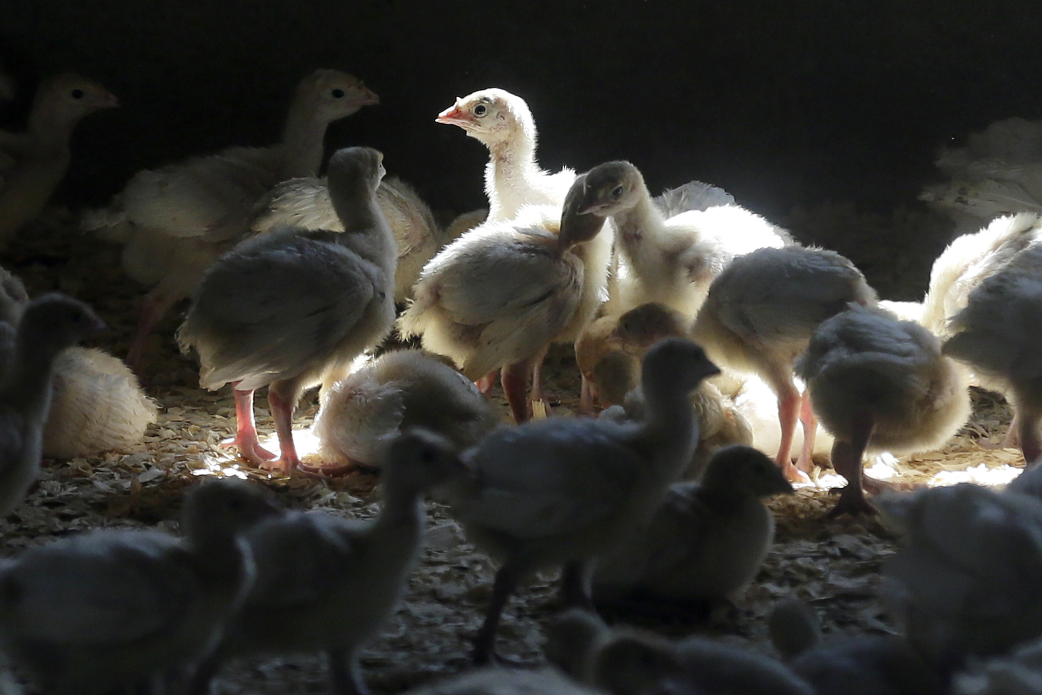 Poultry meat and products from several US counties are covered by the latest suspension. Photo: AP
