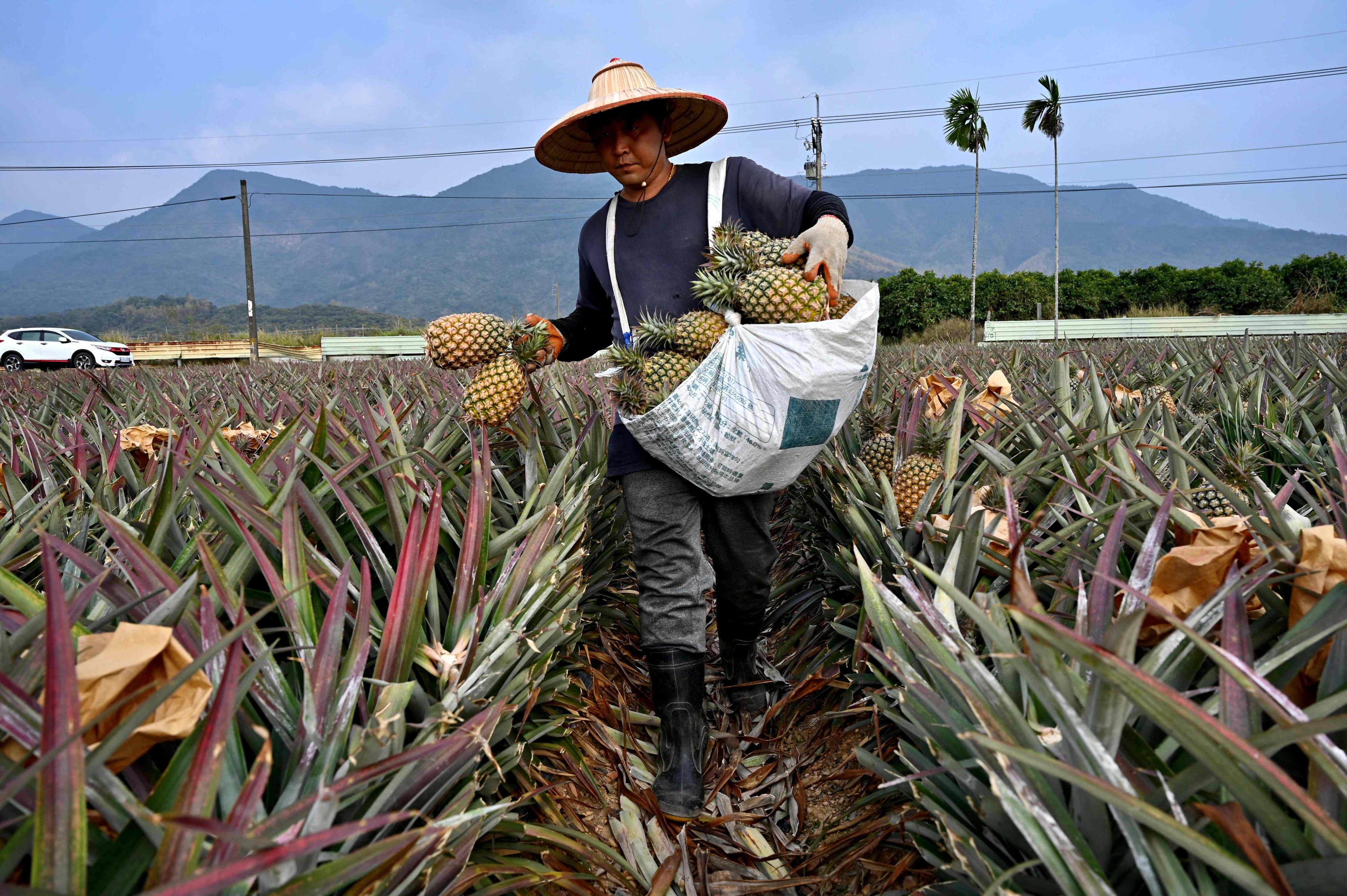 
Export bans, like those levied on pineapples, have hampered agricultural cooperation between mainland China and Taiwan. Photo: AFP