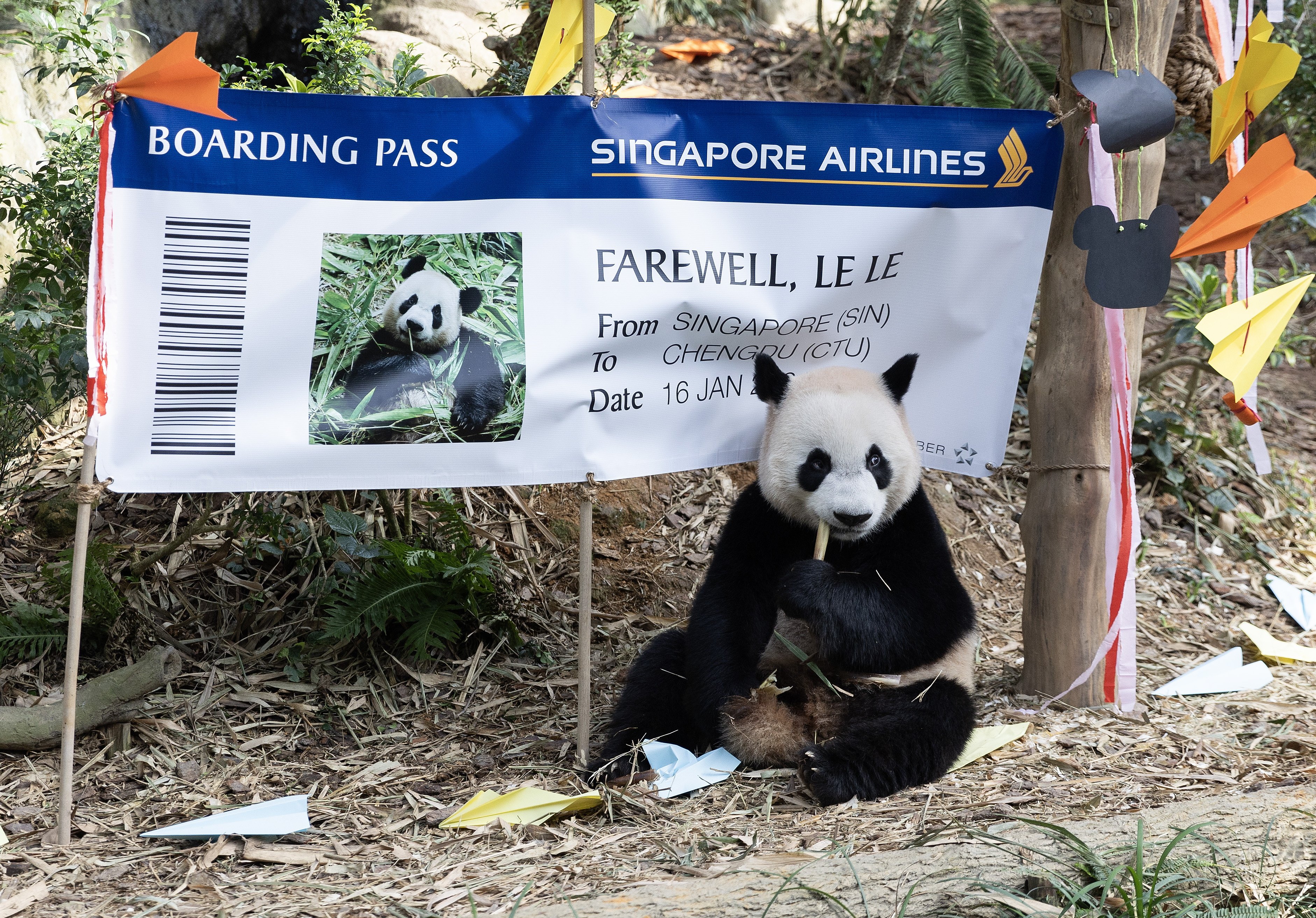 Giant Panda Le Le enjoys a snack in front of a mock ‘boarding pass’ in his exhibit at the Mandai Wildlife Reserve in Singapore. Photo: EPA-EFE