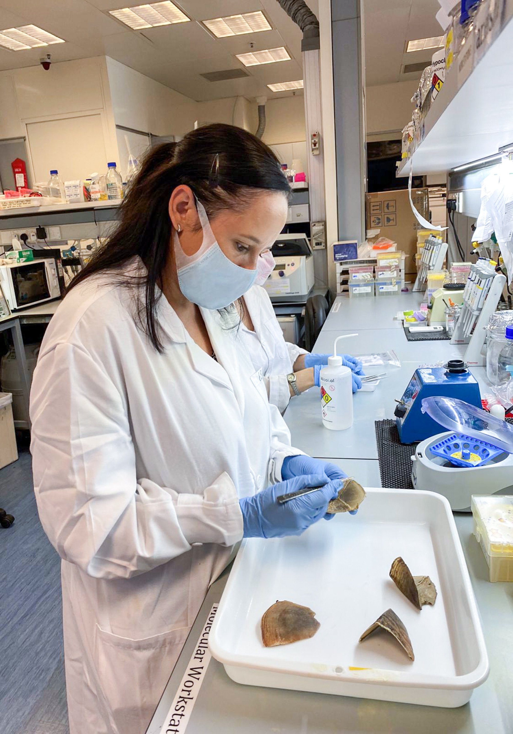 Research team member Tracey-Leigh Prigge of the University of Hong Kong prepares pangolin scales for DNA extraction. Photo: Tracey-Leigh Prigge