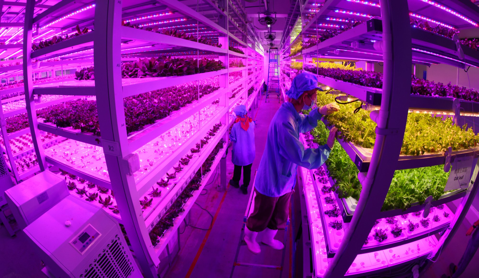 A hydroponic farm in Tai Po. The government is also aiming to build the city’s first multi-storied livestock farms by 2026 to boost output. Photo: Dickson Lee