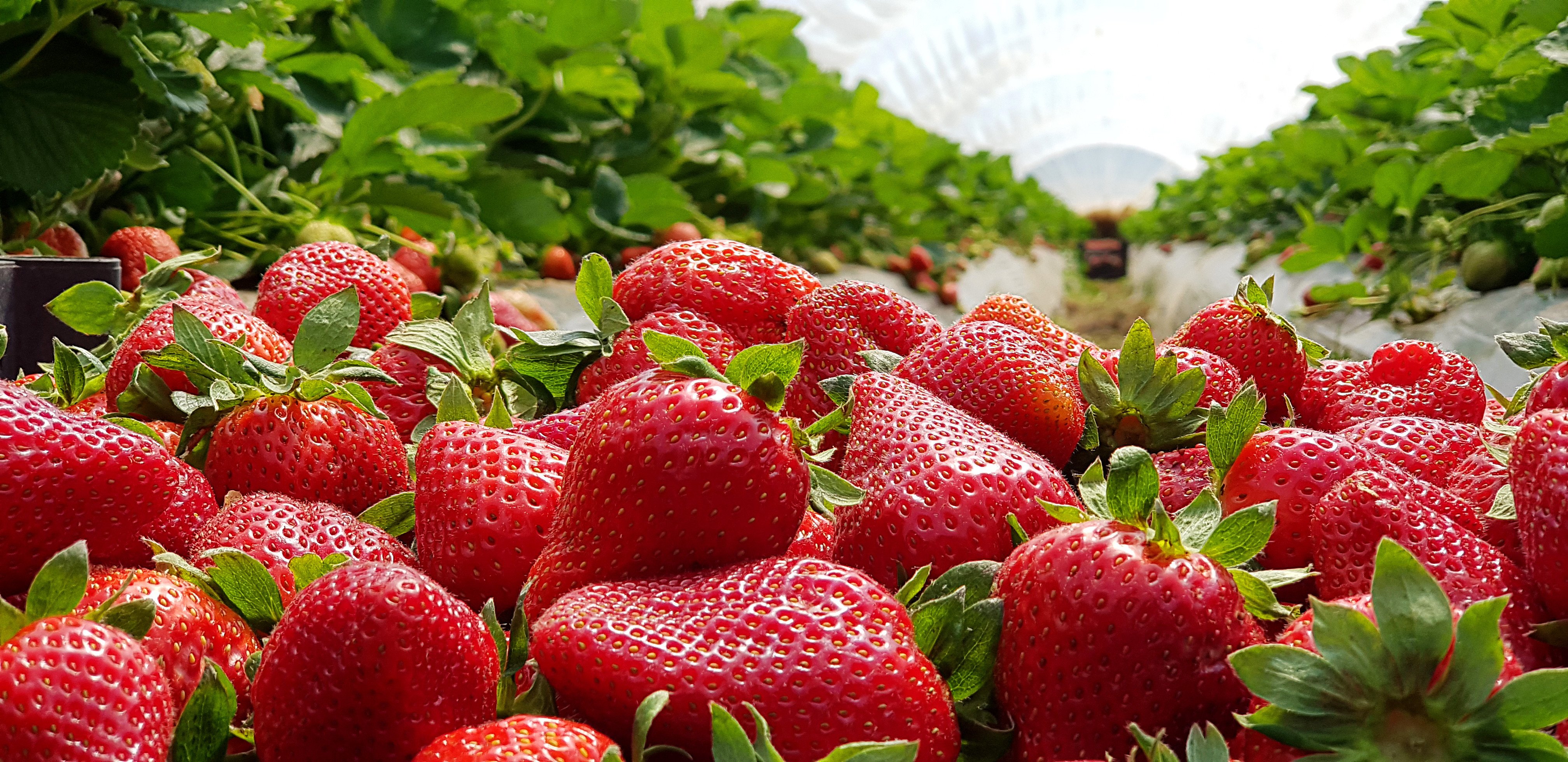Strawberries have been found to contain a compound that reduces the risk of getting Alzheimer’s disease. They are not the only superfood good for brain health – fatty fish,  walnuts and wasabi have similar properties. Photo: Shutterstock