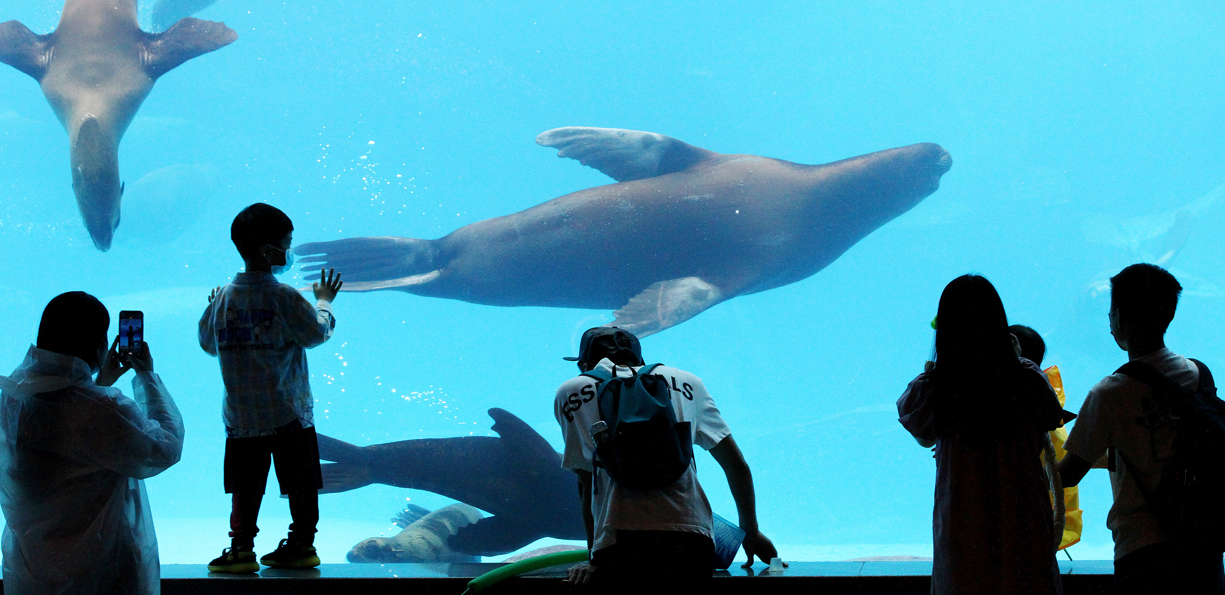 Tourists watch seals swimming at Shanghai Haichang Ocean Park. Photo: Xinhua