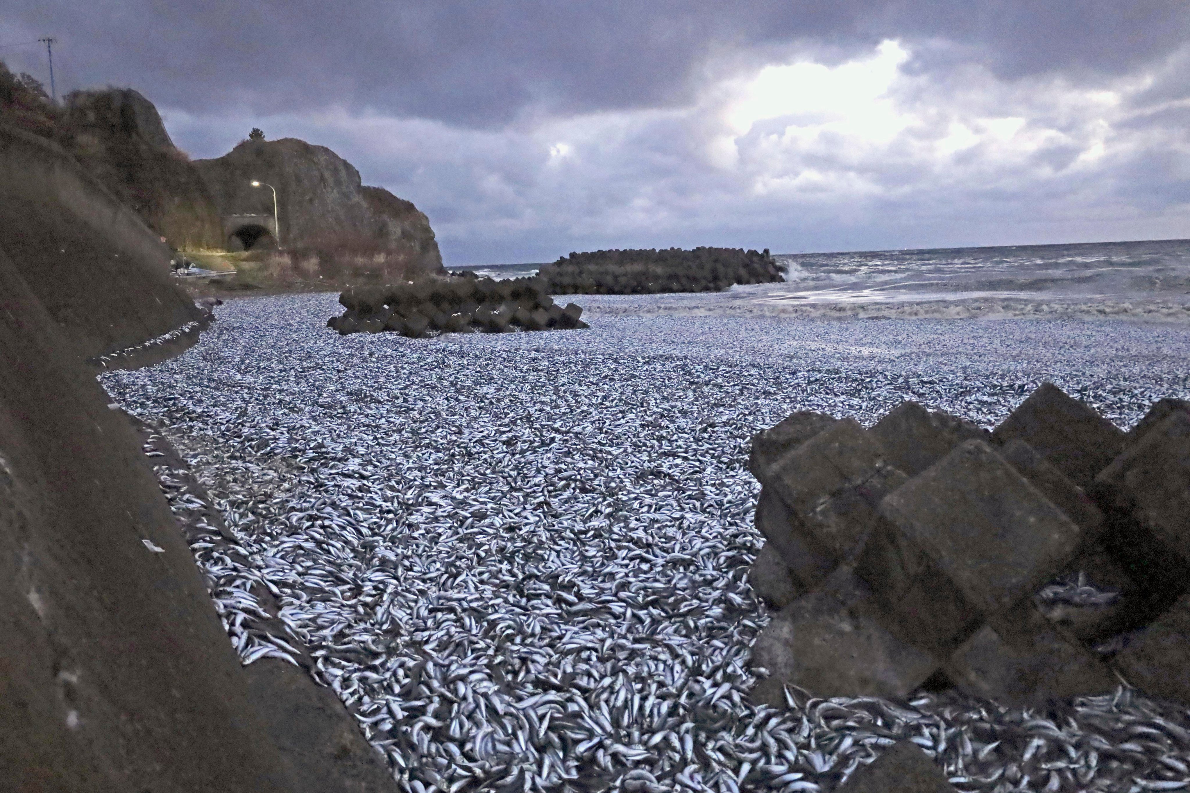 Sardines and mackerels are seen washed up on a beach in Hokkaido on December 7. Photo: Kyodo News via AP 