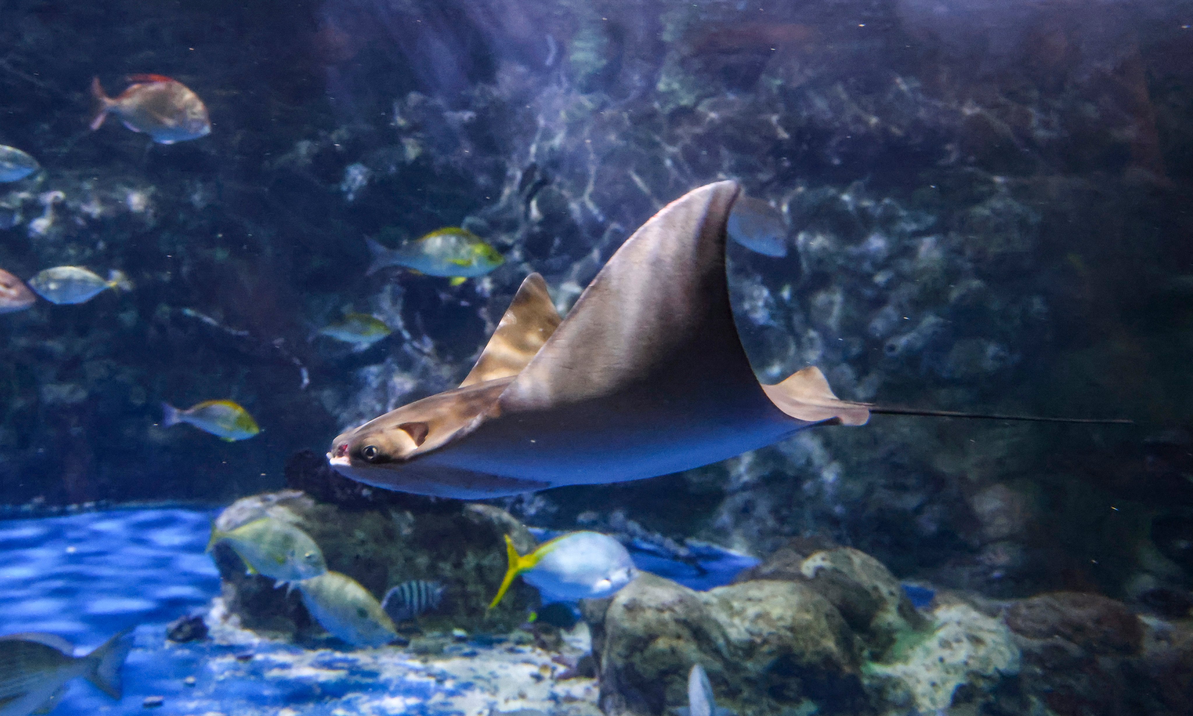 The female Javanese cownose ray pup, named April after her birth month, will turn eight months old later in December, the park has revealed on Friday. Photo: Dickson Lee