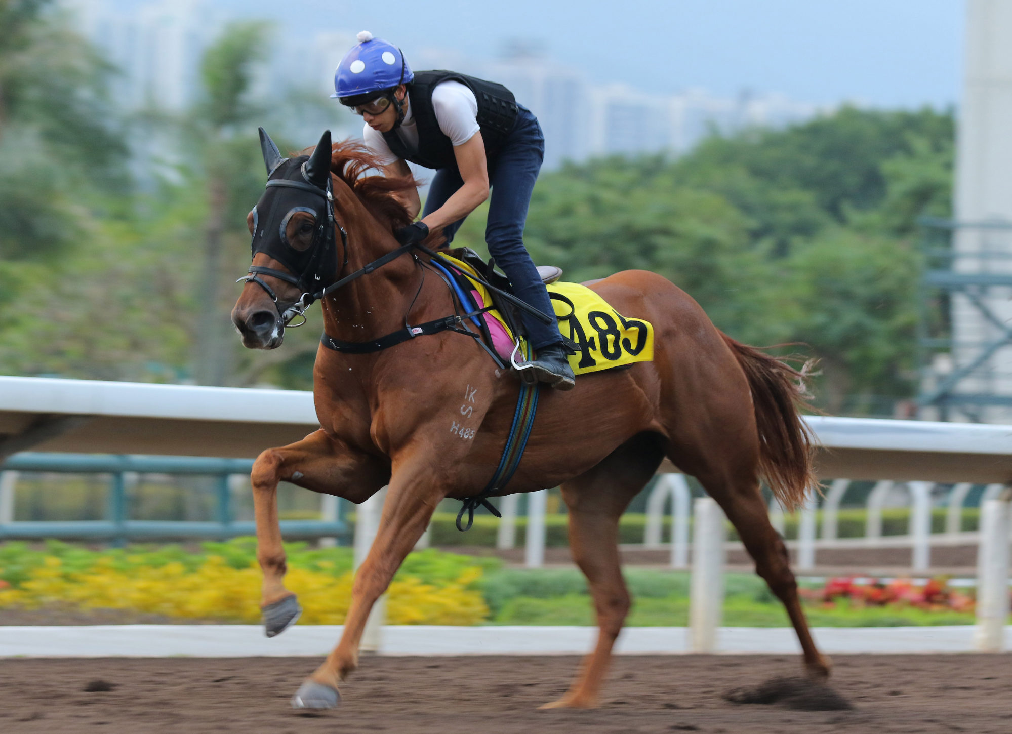 Vincent Ho gallops Patch Of Theta at Sha Tin on Thursday.