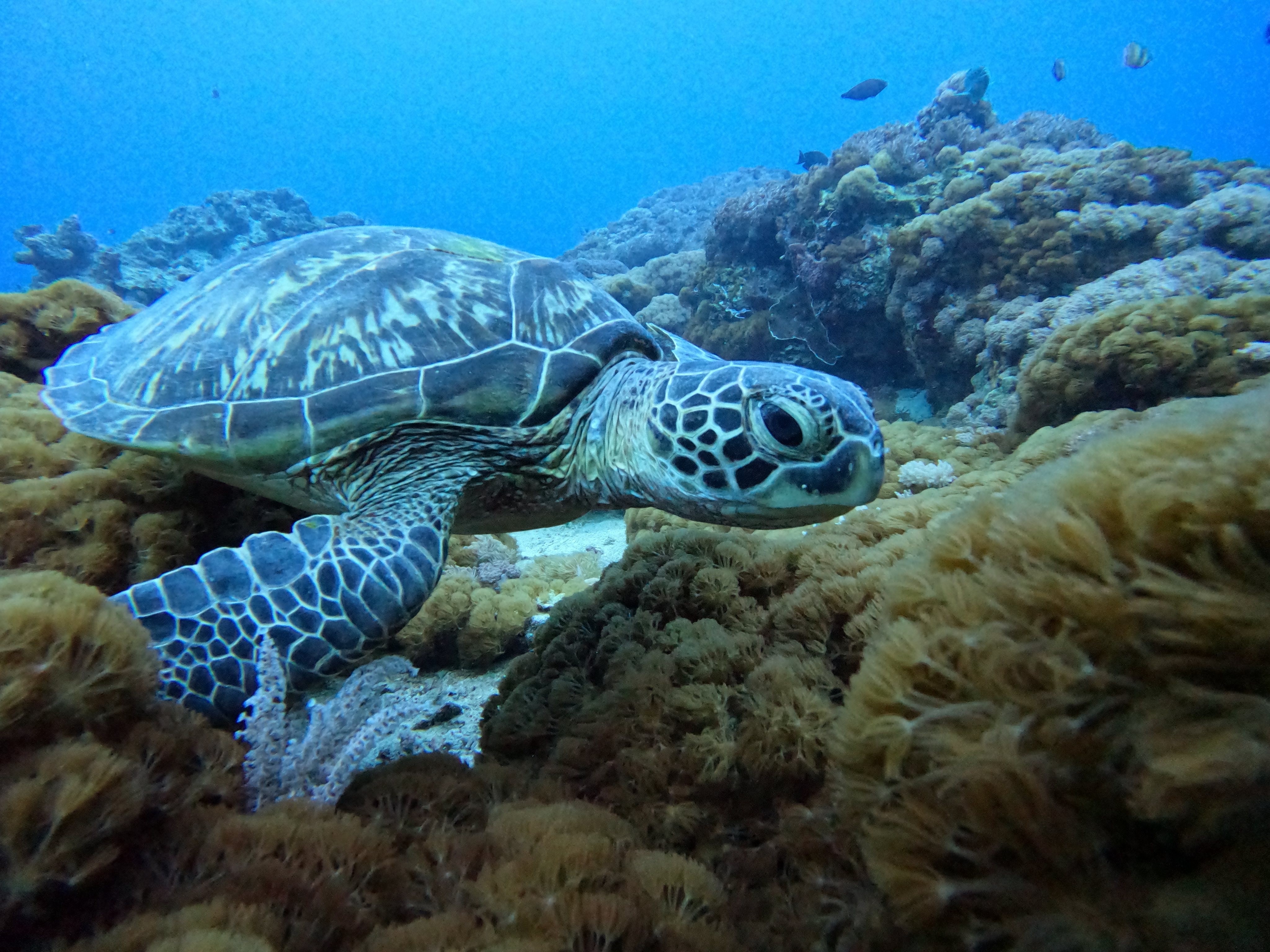 A well-intentioned multi-year effort to save a threatened population of green sea turtles off the coast of Taiwan had the unintended consequence of crashing the populations of nearby lizards. Photo: Shutterstock