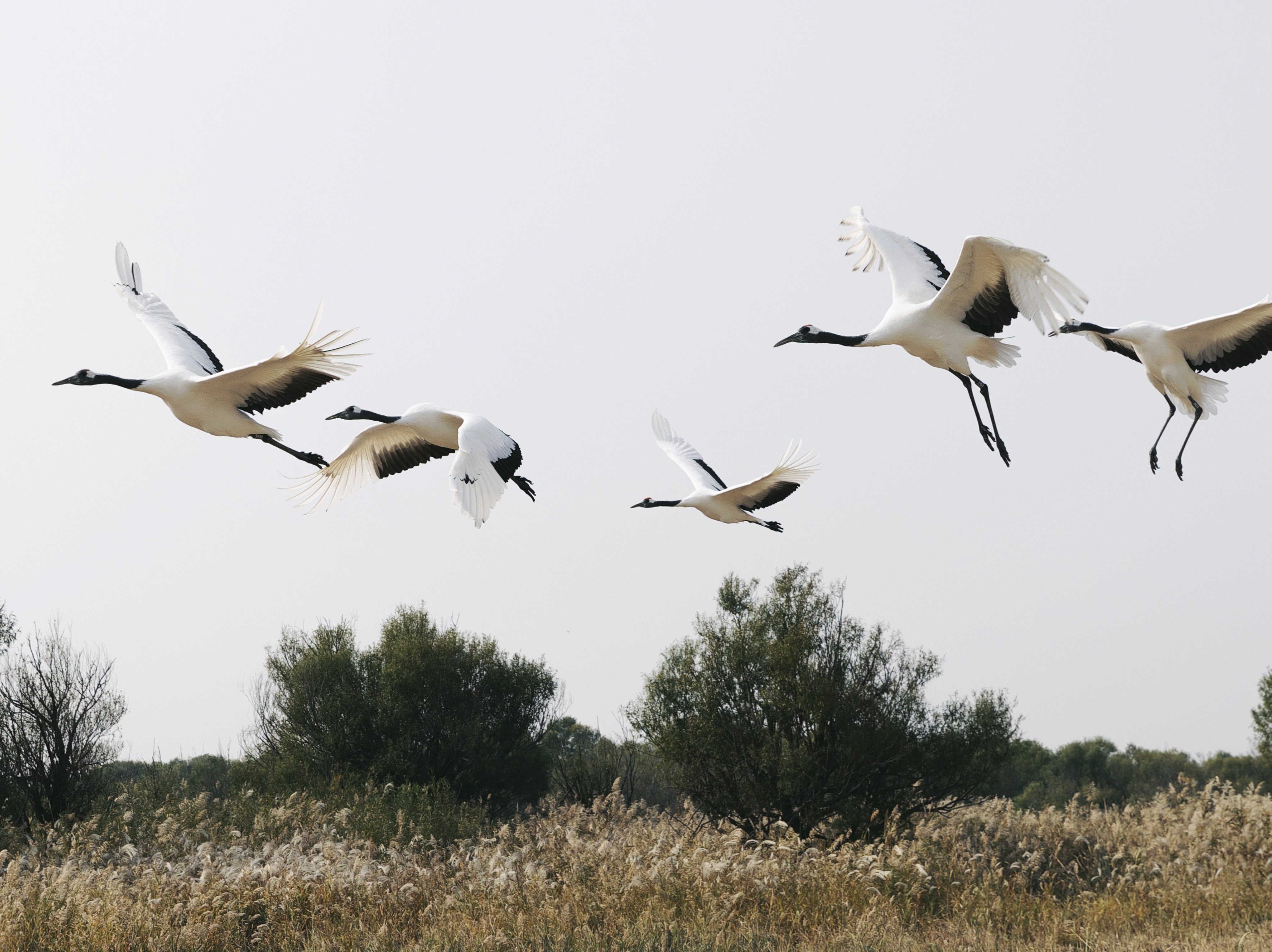 Huawei’s assistance with research is helping to protect endangered birds such as red-crowned cranes.