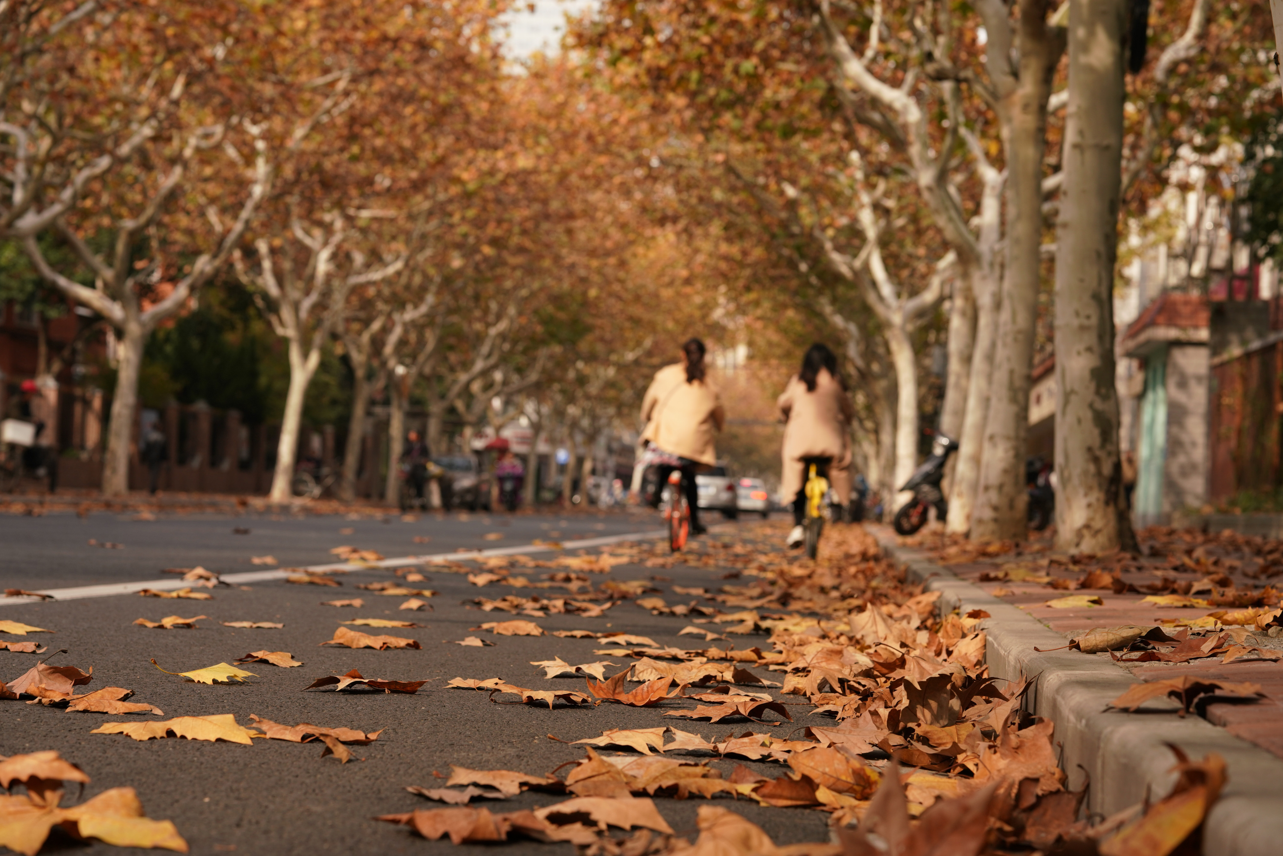 Fallen leaves have become an iconic autumnal attraction in Shanghai. Shutterstock