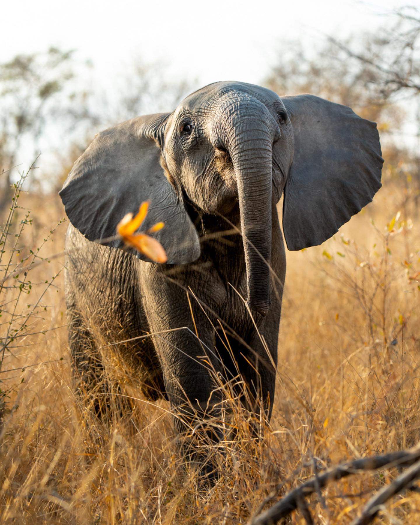 An elephant at Singita Ebony Lodge, South Africa. Photo: Singita Ebony Lodge
