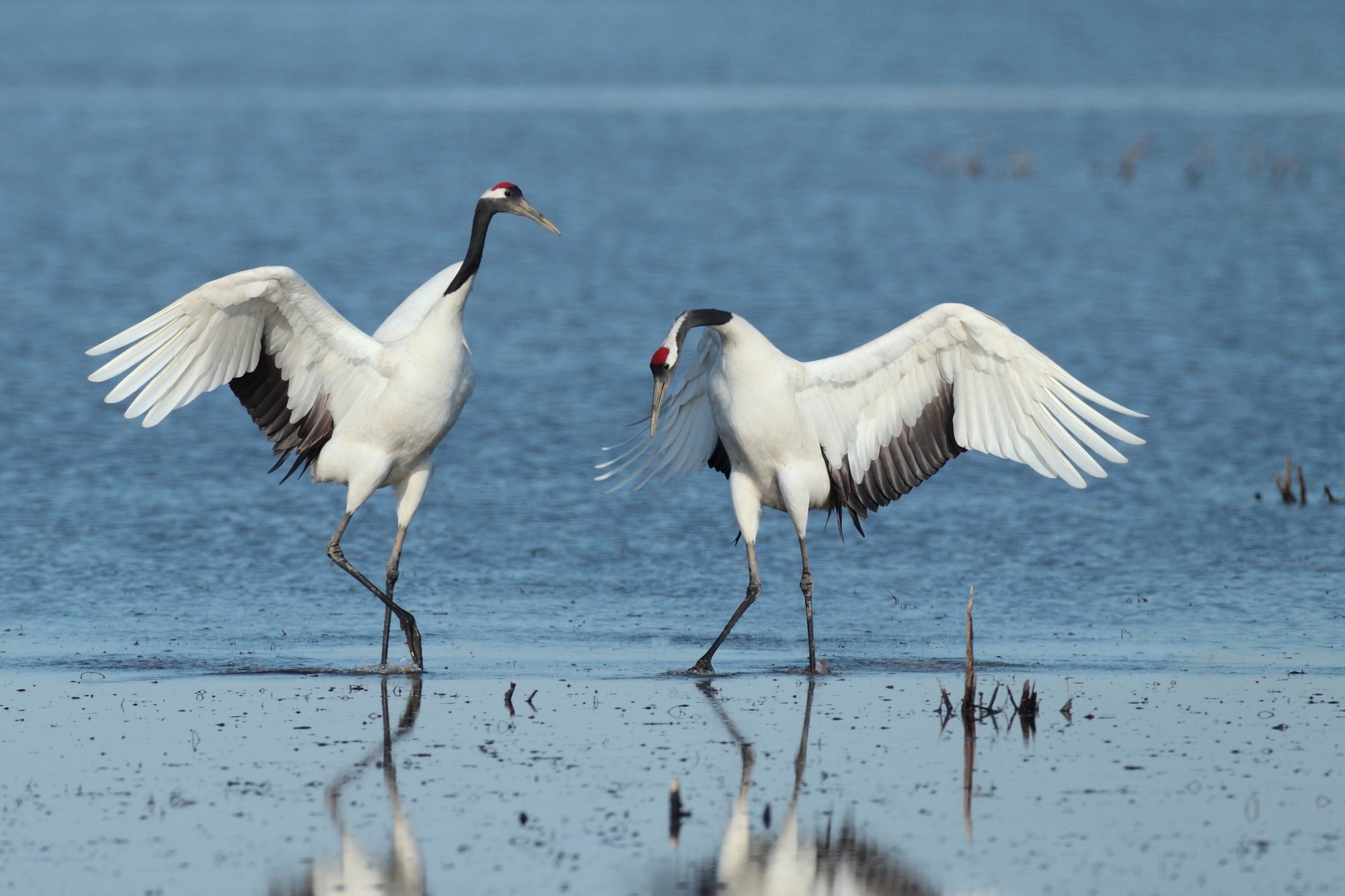 Bird’s-eye View: Huawei’s Role In Supporting Global Biodiversity 