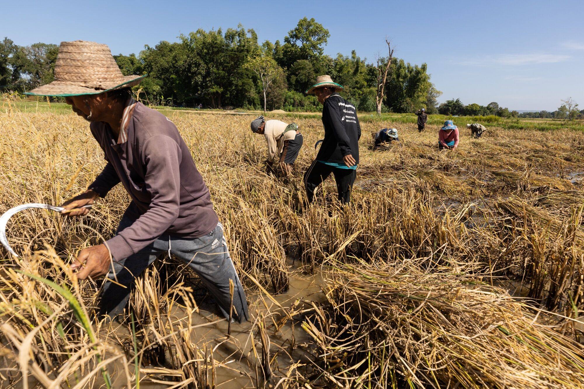 Farmers harvest paddy rice stalks by hand on a farm land in Kalasin province, Thailand, in November. El Niño conditions have clipped rice production in Asia this year. Photo: Bloomberg