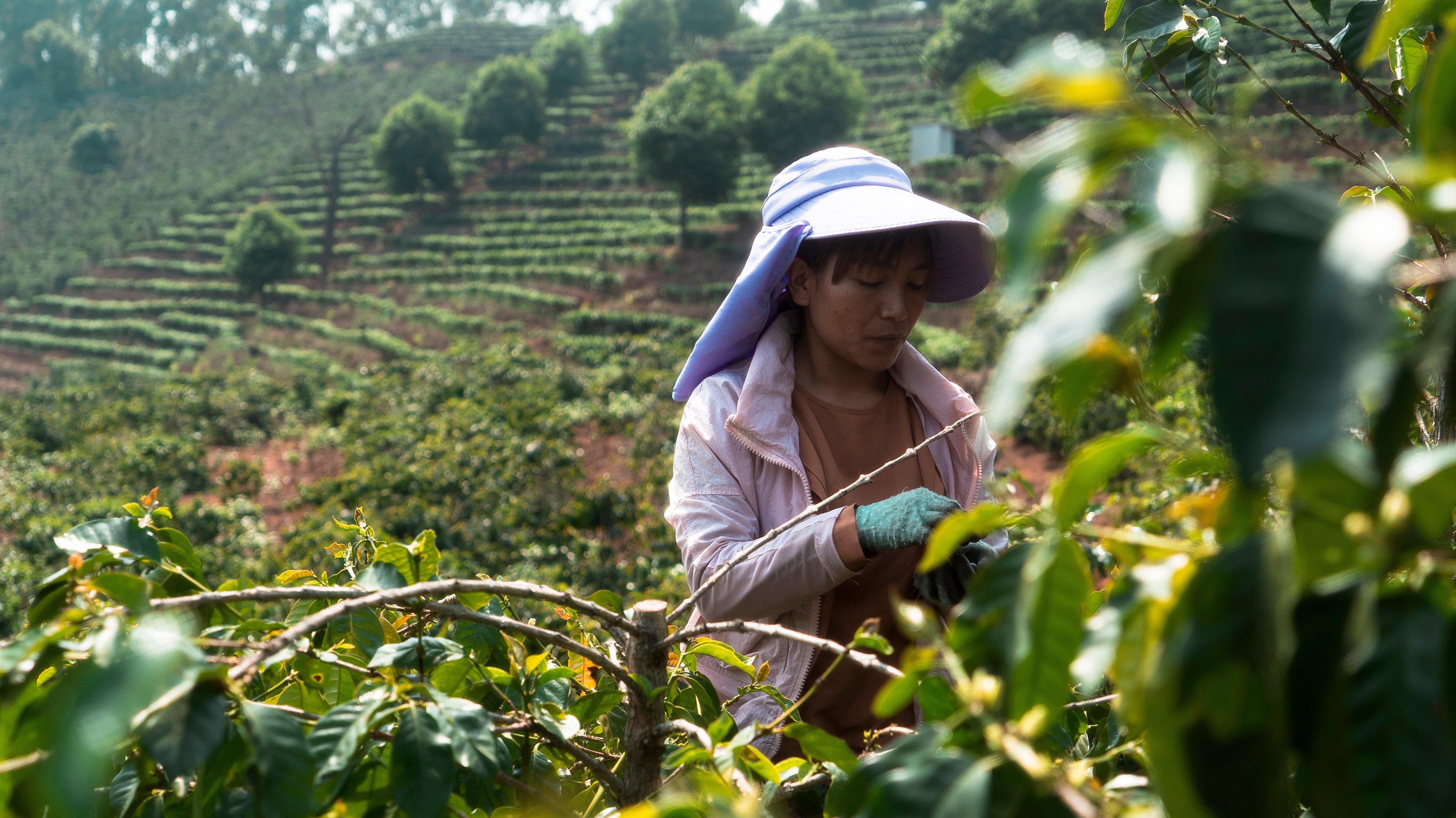 Xinzhai’s small-grain coffee has become a nationally known brand and sold at a high price comparable to imported beans. Photo: Zoe Chen