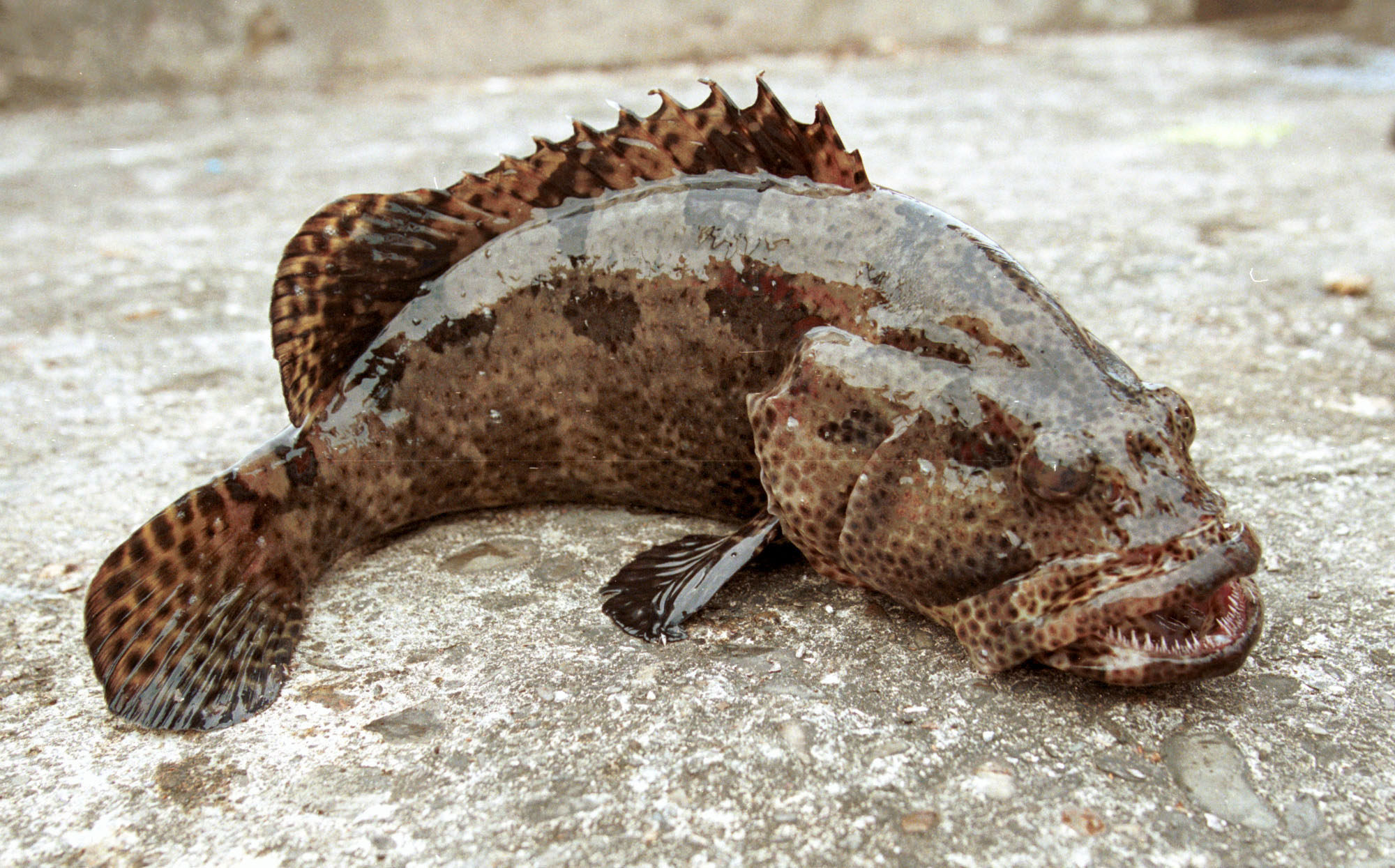 Grouper fish are a highly prized product. Photo: AP