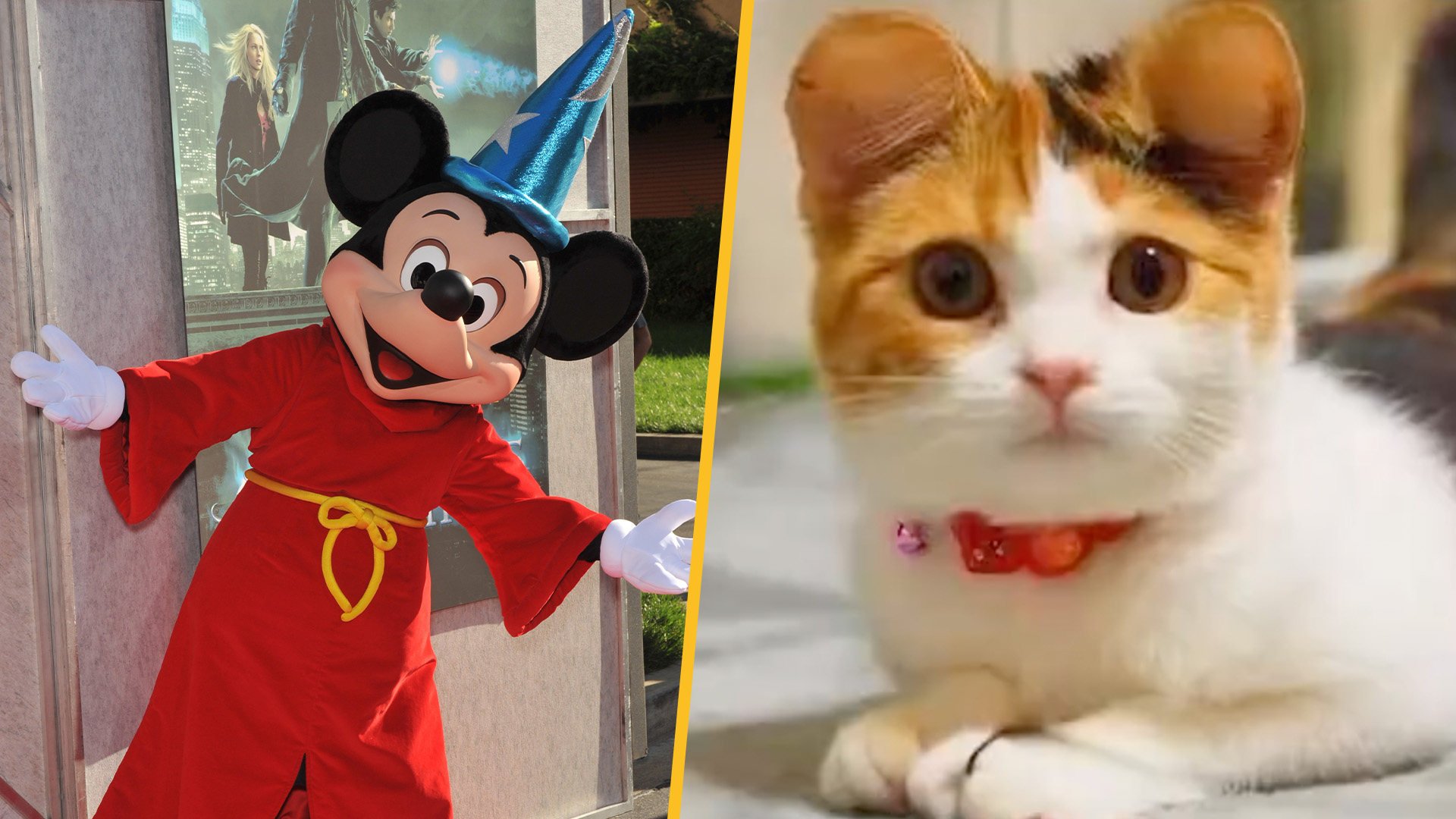 The growing trend of pets in China undergoing cosmetic surgery to acquire “Mickey ears,” resembling the iconic cartoon mouse from Disney is a cause for concern. 
Photo: SCMP composite/Shutterstock/Weibo