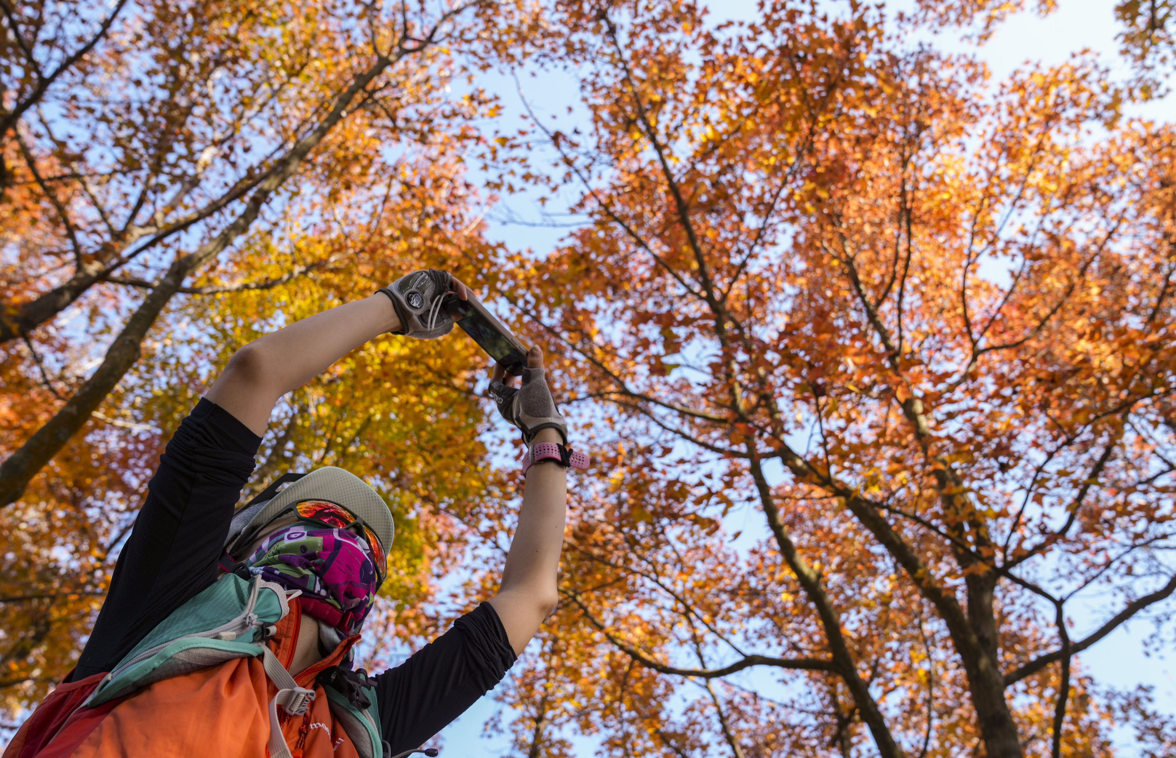 The leaves of sweet gum trees turn red between November and January and are a popular sight for hikers in Tam Lam Country Park. Photo: Sam Tsang