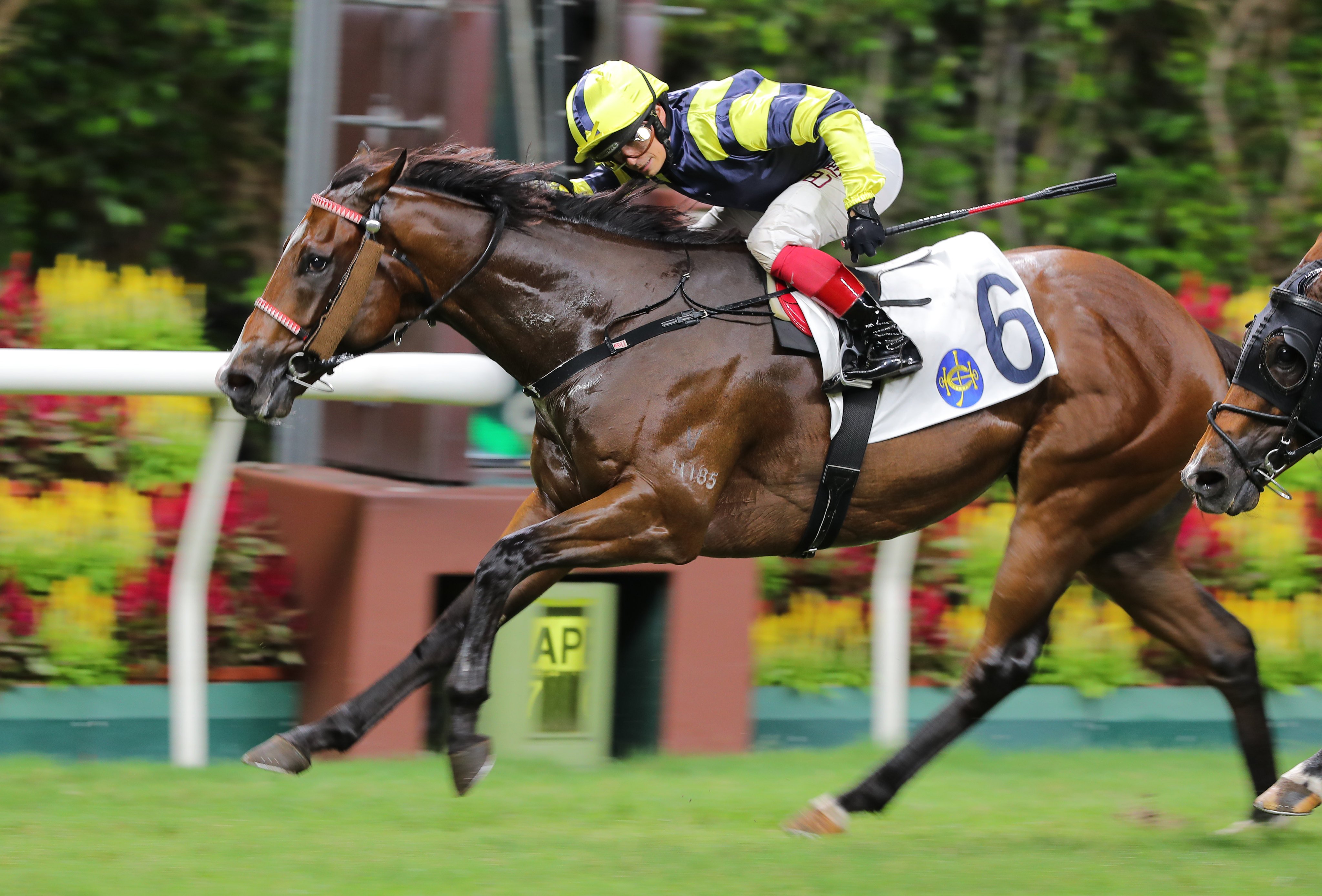 Watch Buddy extends under Alexis Badel to win at Happy Valley late last season. Photo: Kenneth Chan