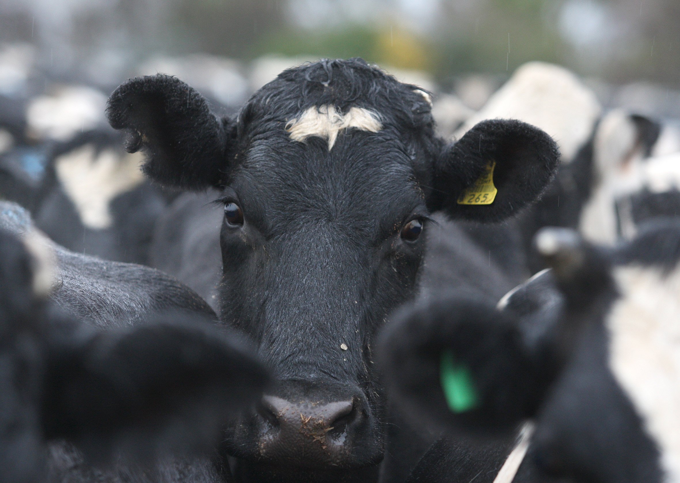 Cows from a milking shed at a dairy farm at Opiki, Manawatu, New Zealand. Photo: NZME