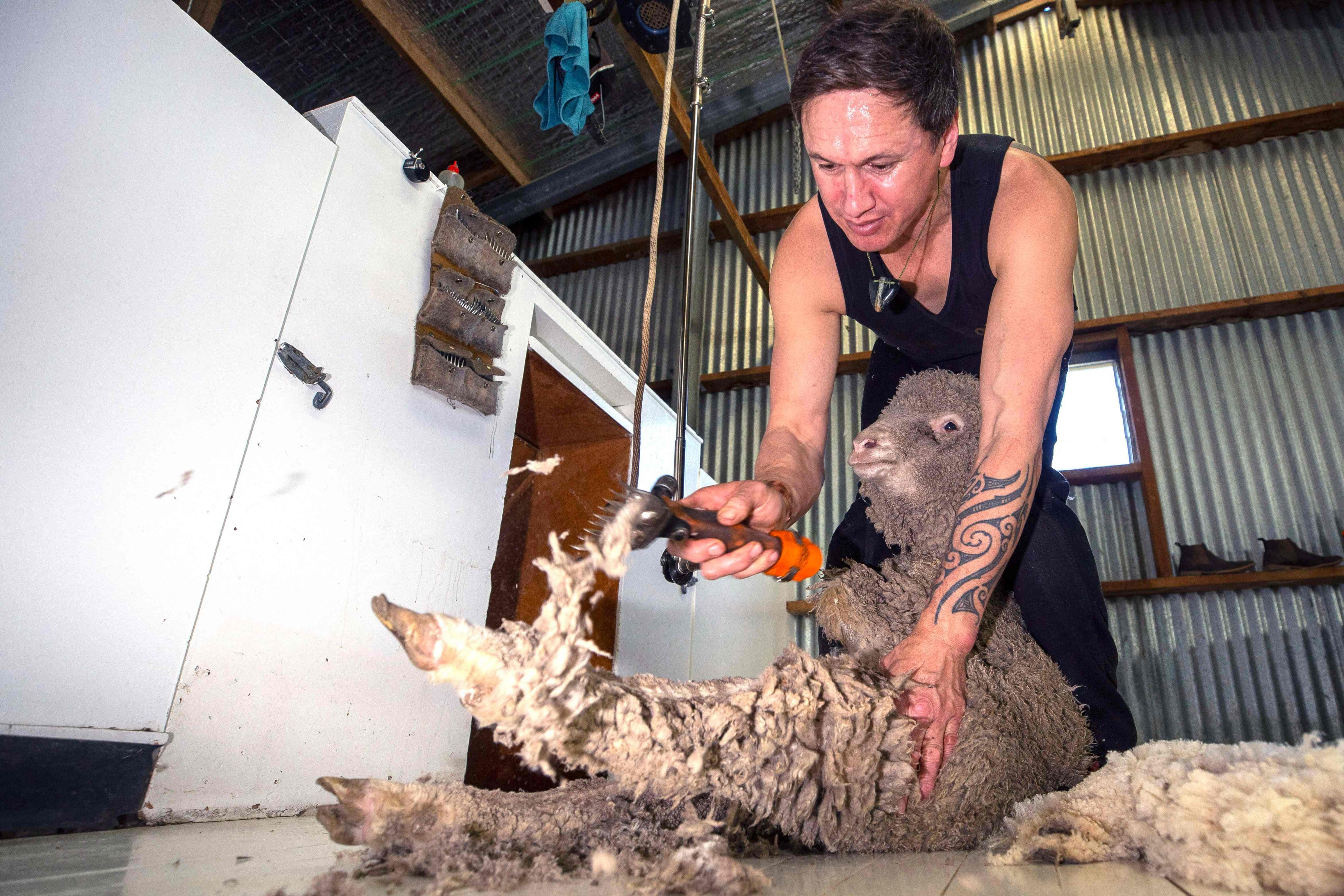 Sheep shearer Kevin Patrick ONeill works at Lake Hawea Station, where they shear their sheep gently. Photo: AFP