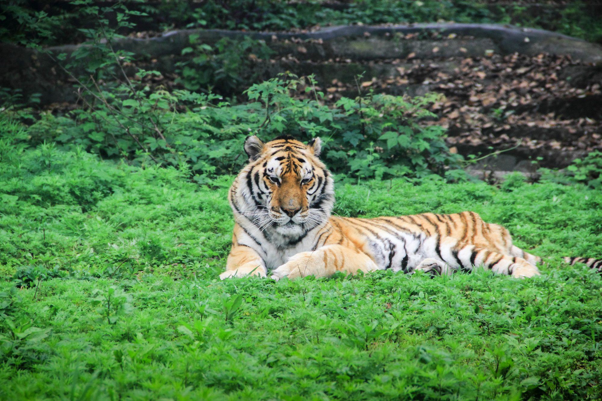 A century ago there were 100,000 wild tigers in Asia, today only between 3,000 and 5,000 remain. Photo: Shutterstock