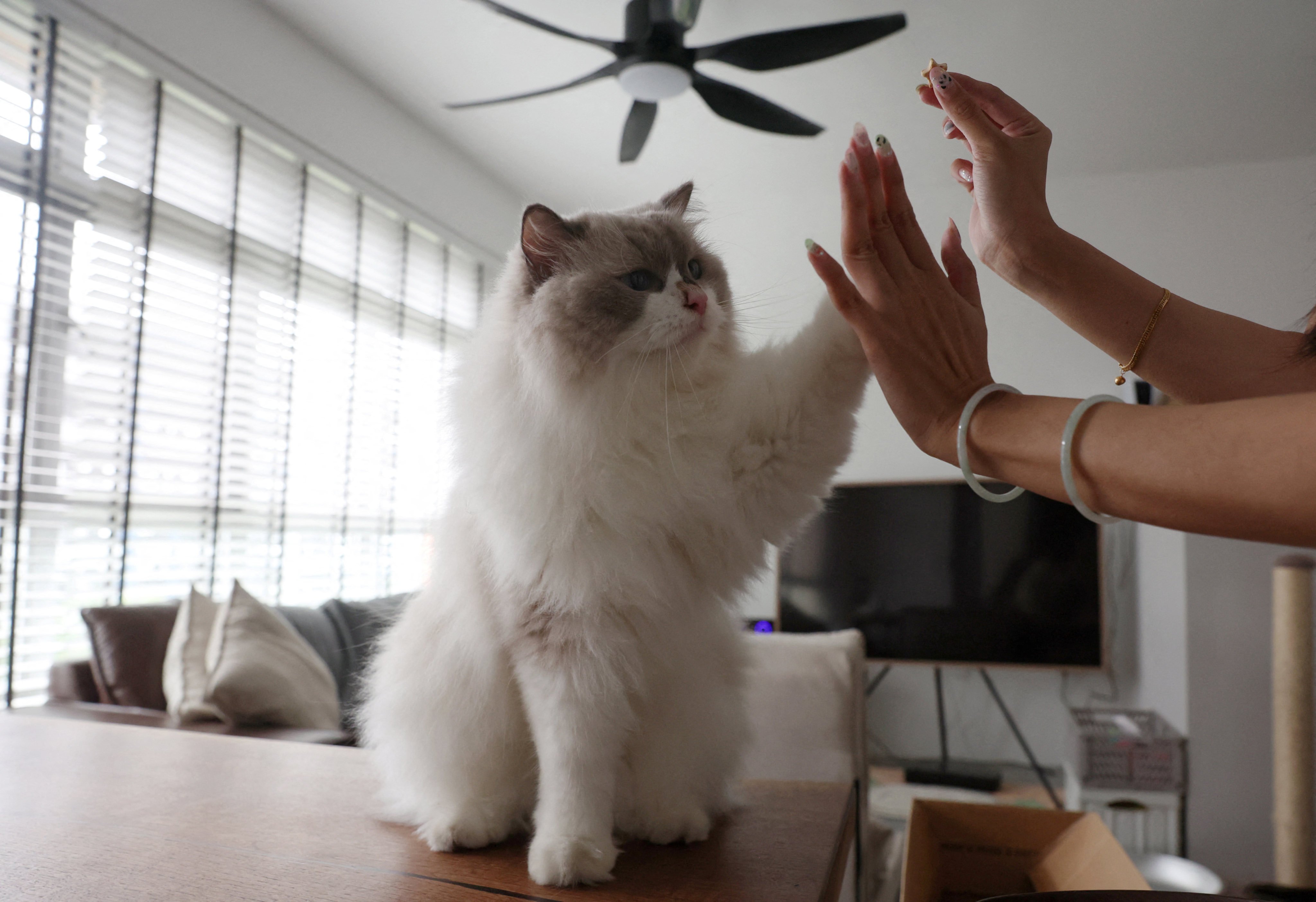 Ragdoll cat Mooncake gives owner Sunny a high-five at their Housing and Development Board flat in Singapore. Photo: Reuters