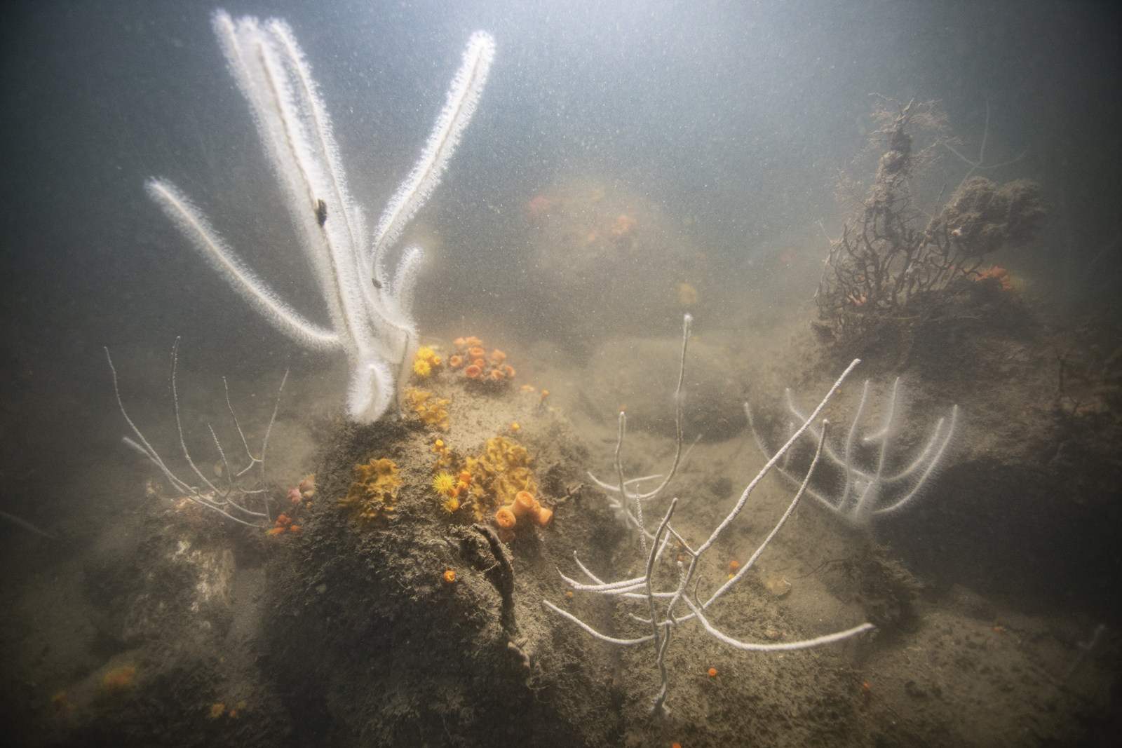 A spectacular coral outcrop near Cape Collinson Lighthouse. Photo: Handout