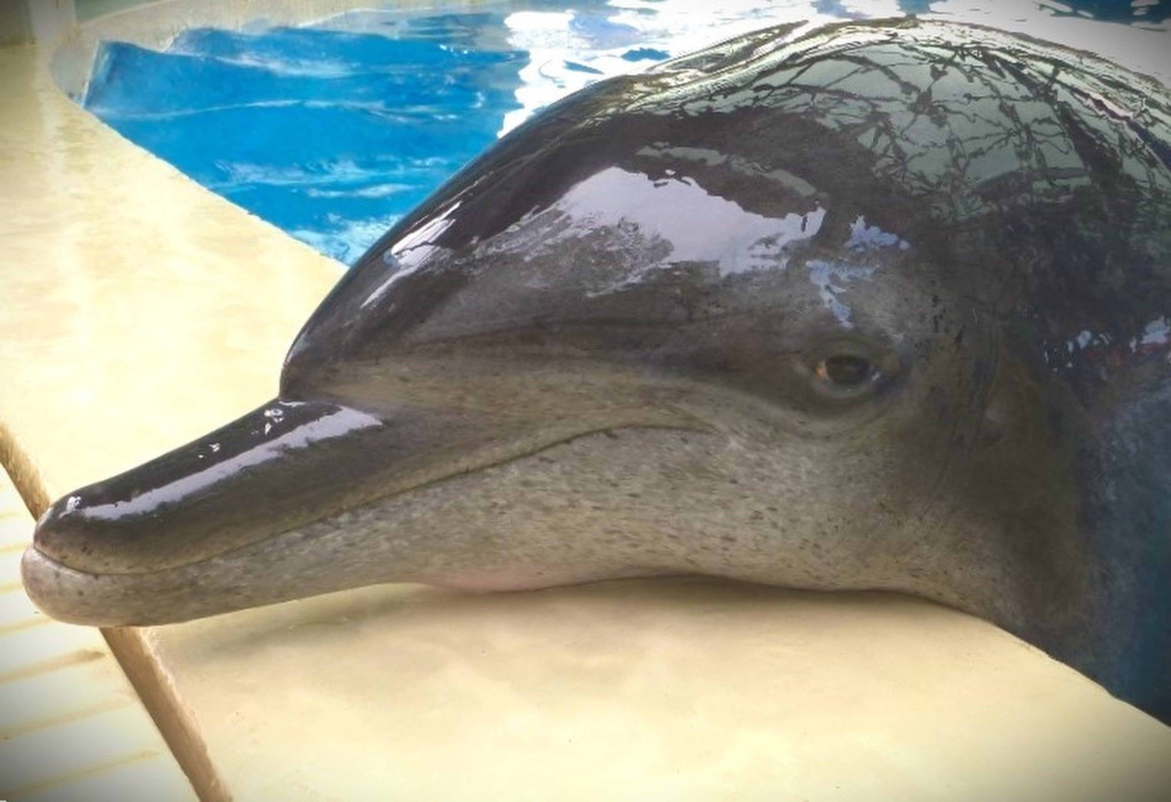 ‘Molly’, Hong Kong Ocean Park’s oldest male Indo-Pacific bottlenose dolphin has died. Photo: Ocean Park