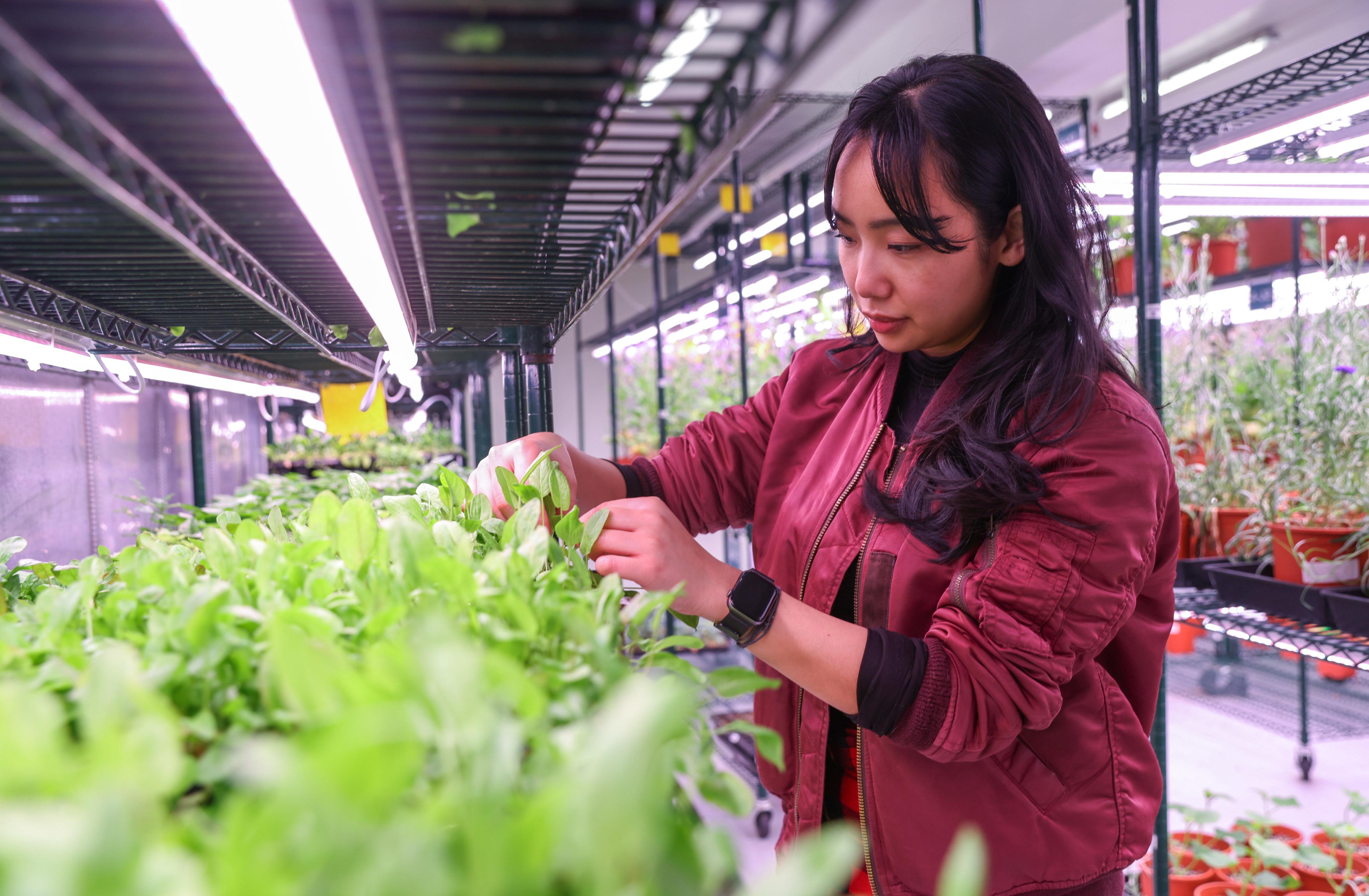 Common Farms founder and CEO Jessica Naomi Fong tends to plants at her indoor farm in Yau Tong. Photo: Yik Yeung-man