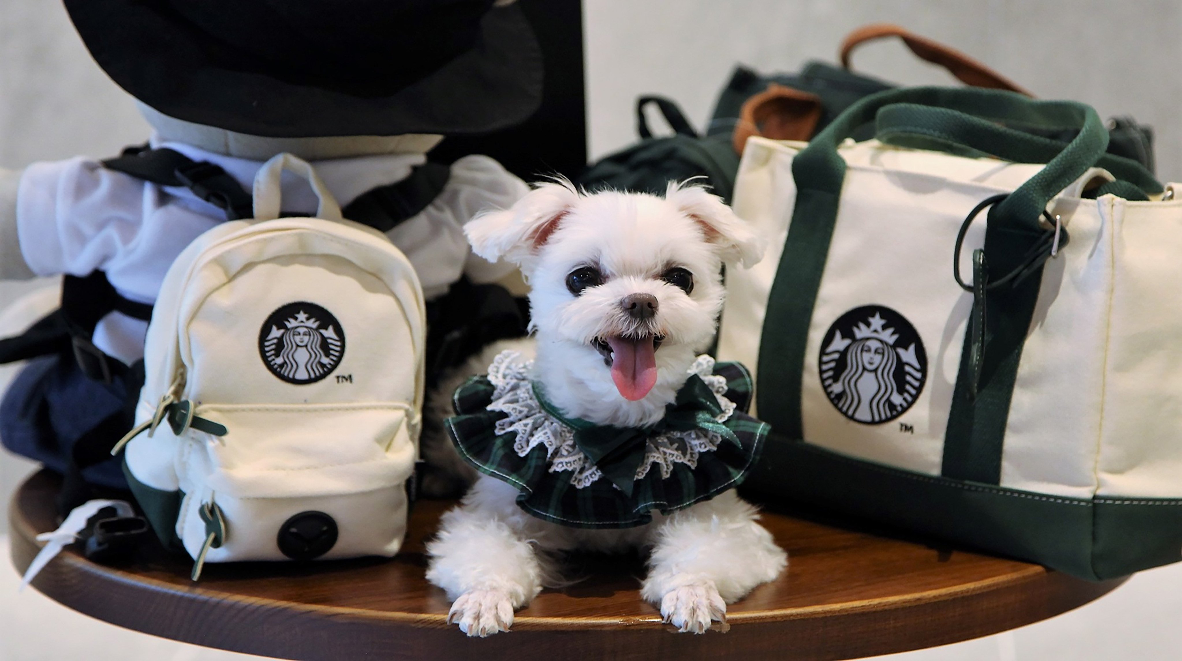 A dog wearing the ‘Cream Family Bag Set’ at Starbucks’ first pet-friendly outlet. Photo: Starbucks Korea