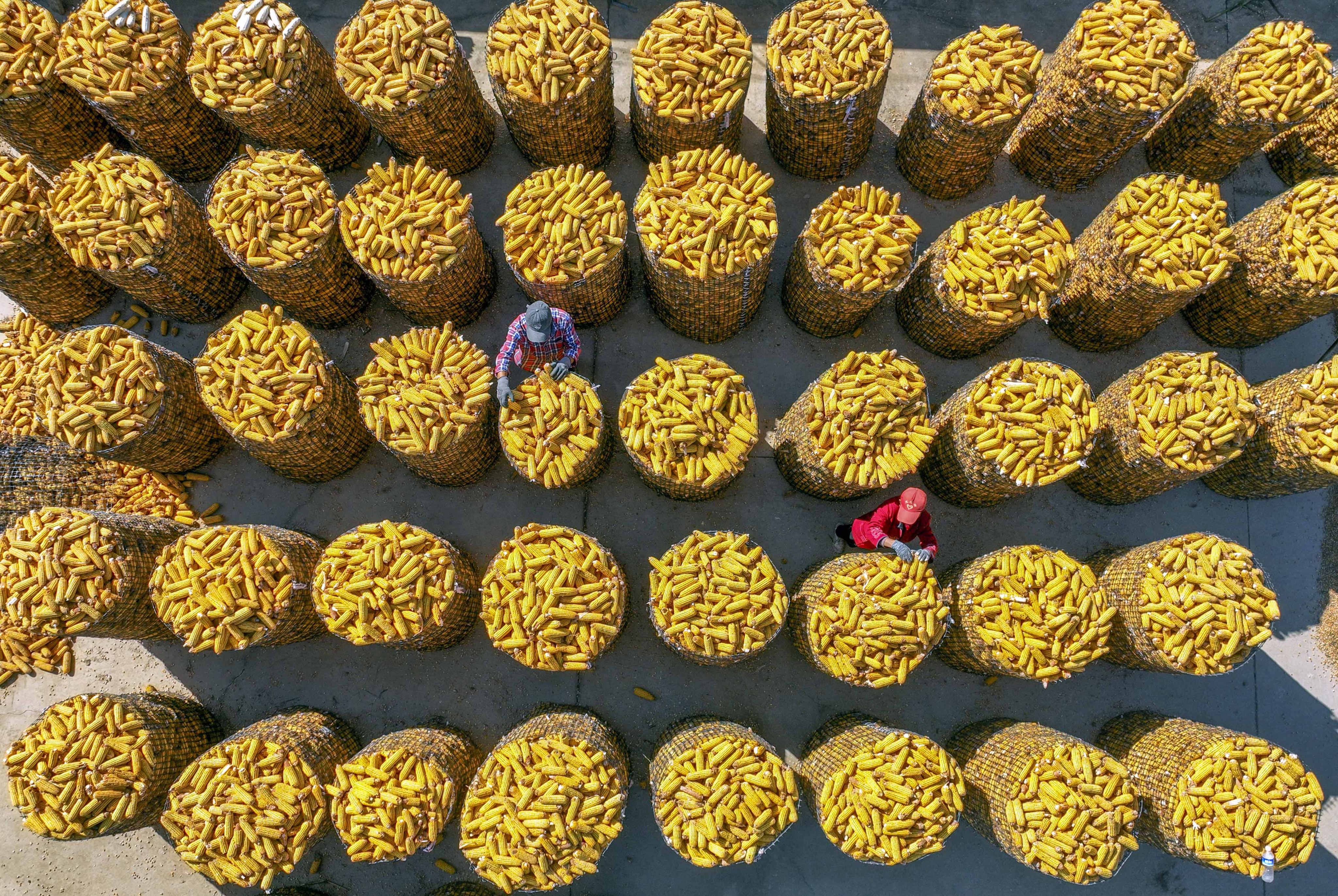 The total grain harvest in China reached over 695 million tonnes in 2023, and the government has pledged that it would keep the total output above 650 million tonnes in 2024. Photo: Xinhua