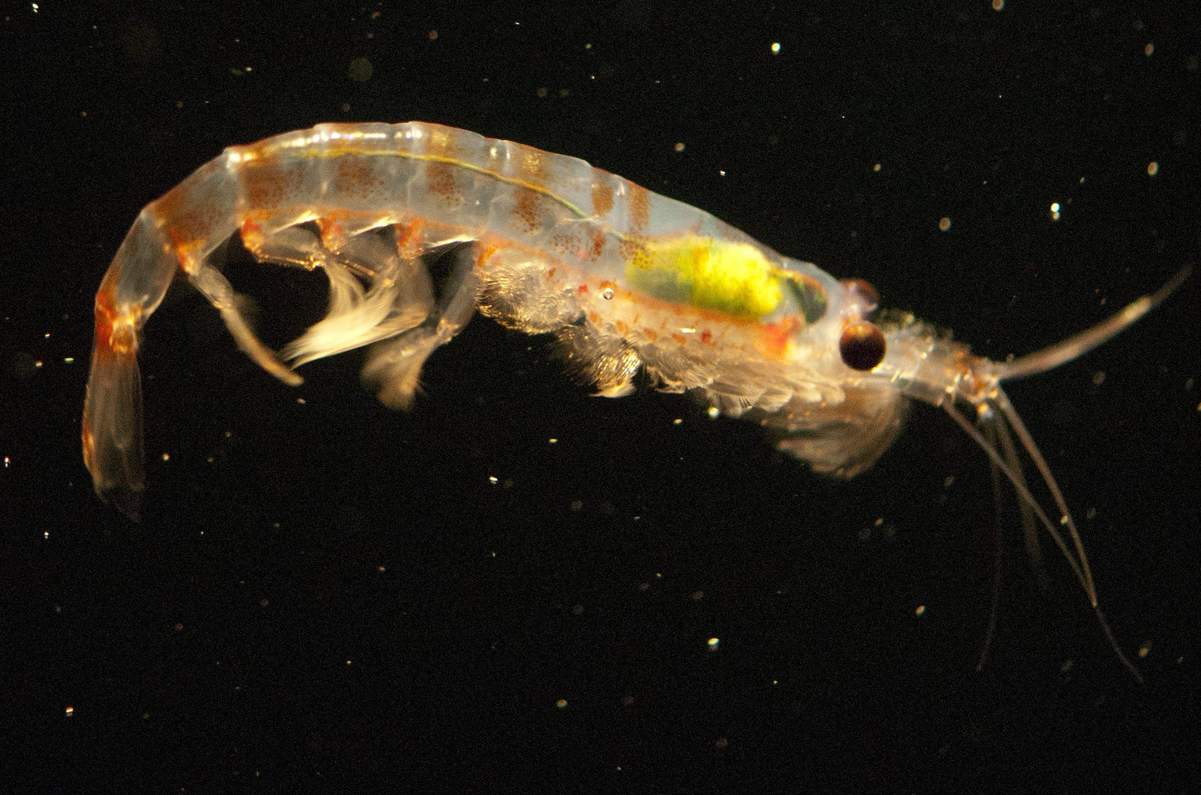 Krill play a vital role in the Antarctic food chain. Photo: AFP 