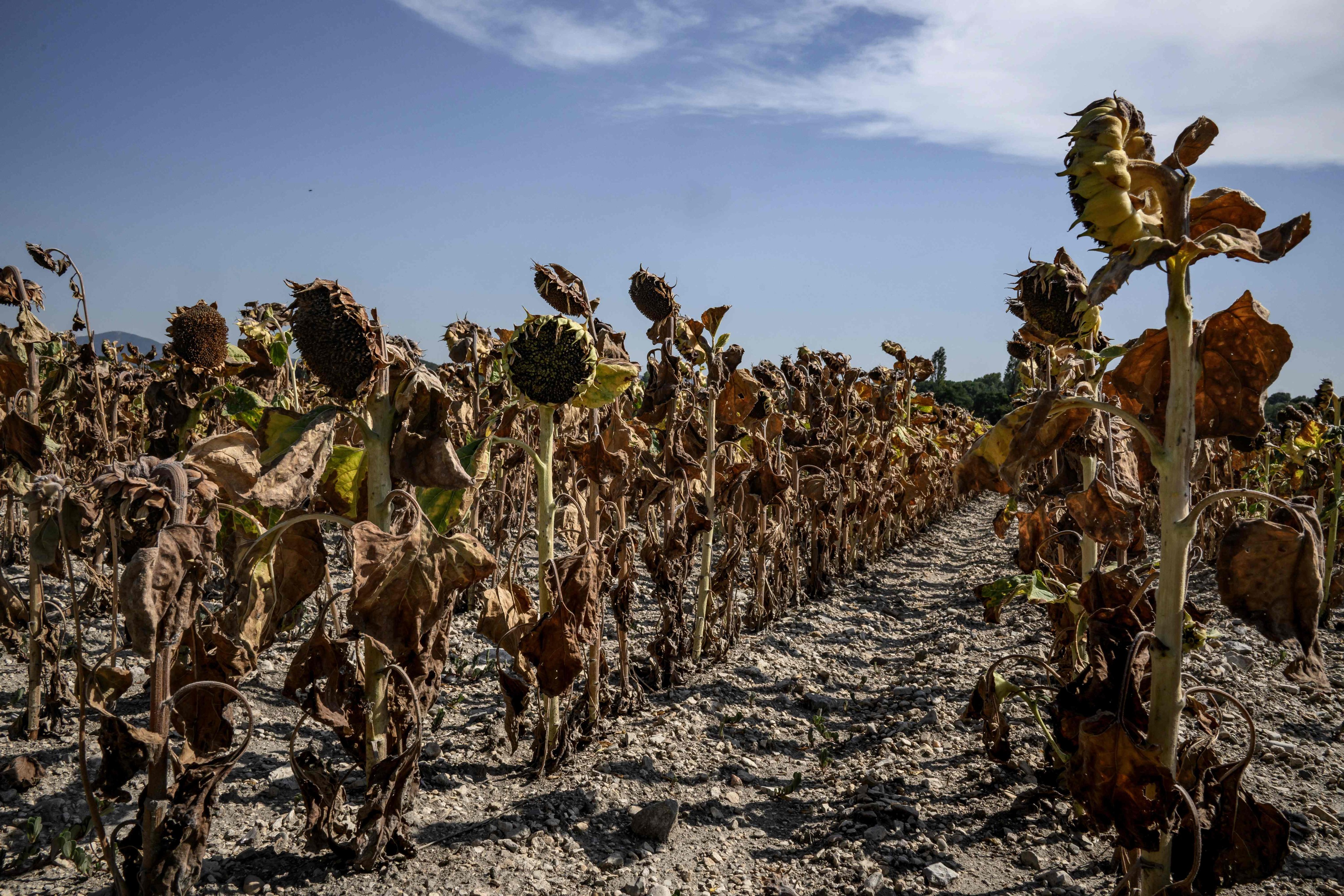A field of burnt sunflowers is seen on August 22, close to Puy Saint Martin village, in southeastern France, where temperature hit 43 degrees Celsius. Photo: AFP