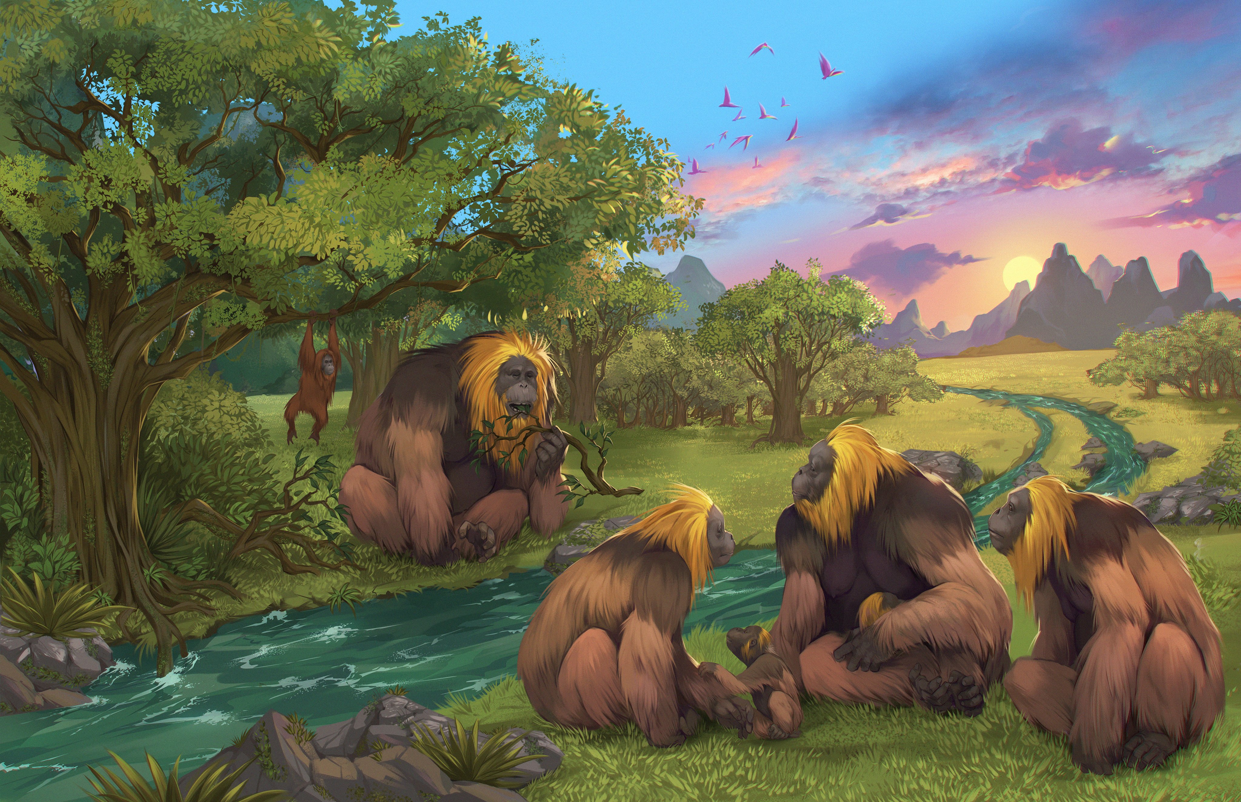 Artist’s impression of the G.blacki. A new study shows the giant primates became extinct much earlier than previously assumed. Photo: Garcia and Joannes-Boyau (Southern Cross University) 