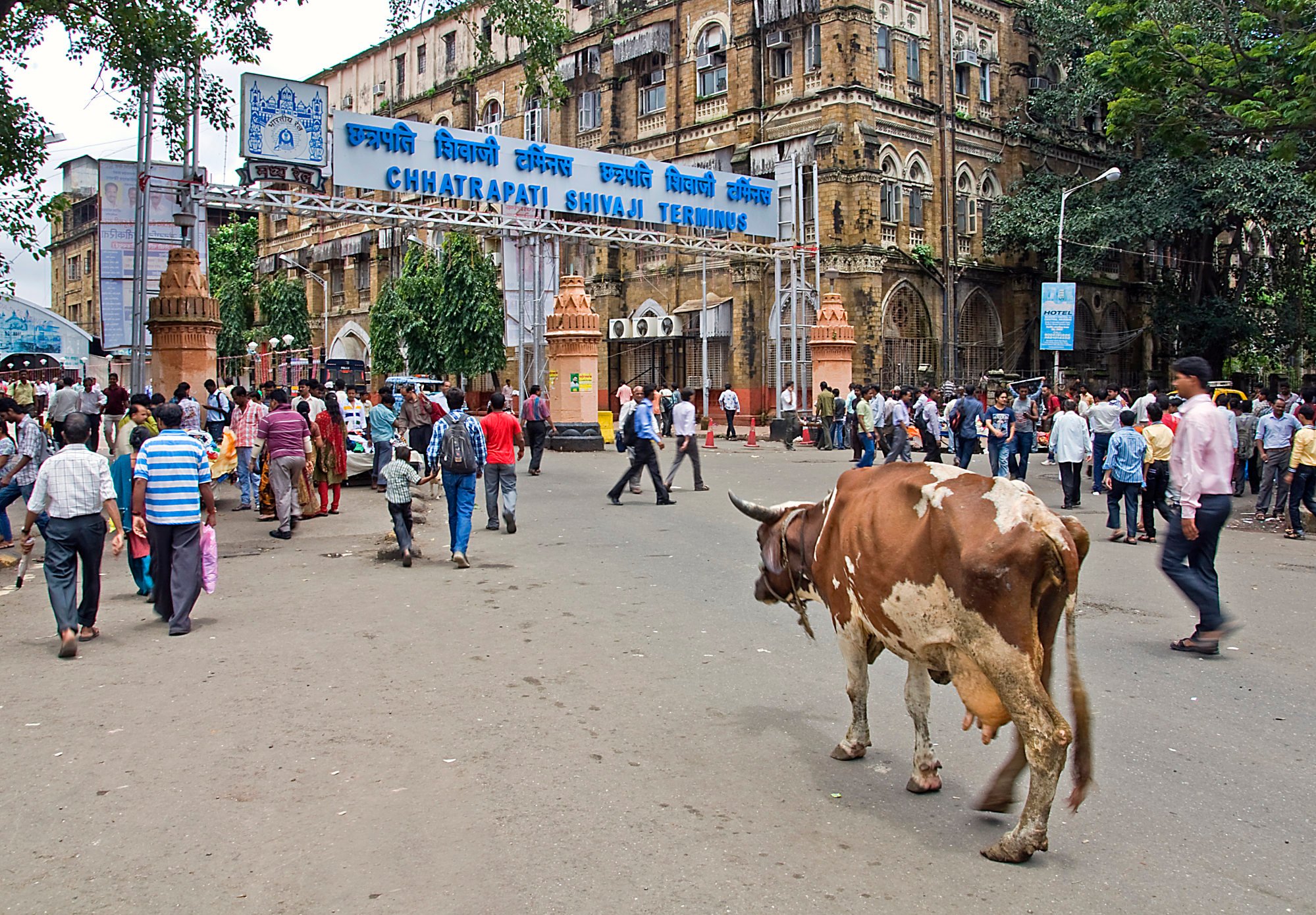 A holy cow makes its way into the main railway station, CSMT. Photo: Tim Pile