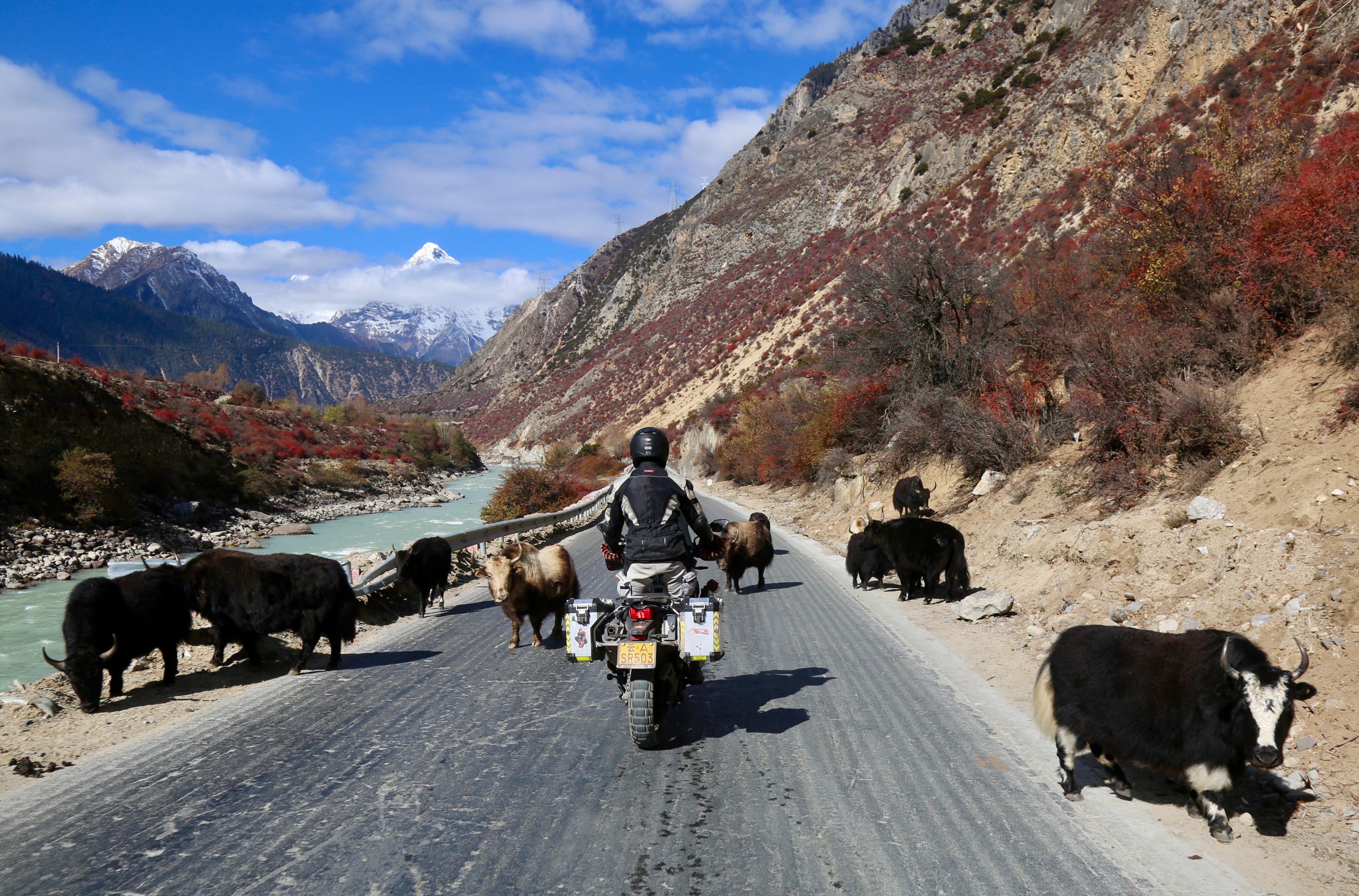 Wandering yaks are a constant on the roads of Tibet, adding another element of risk, November 2023. Photo: Ian Neubauer