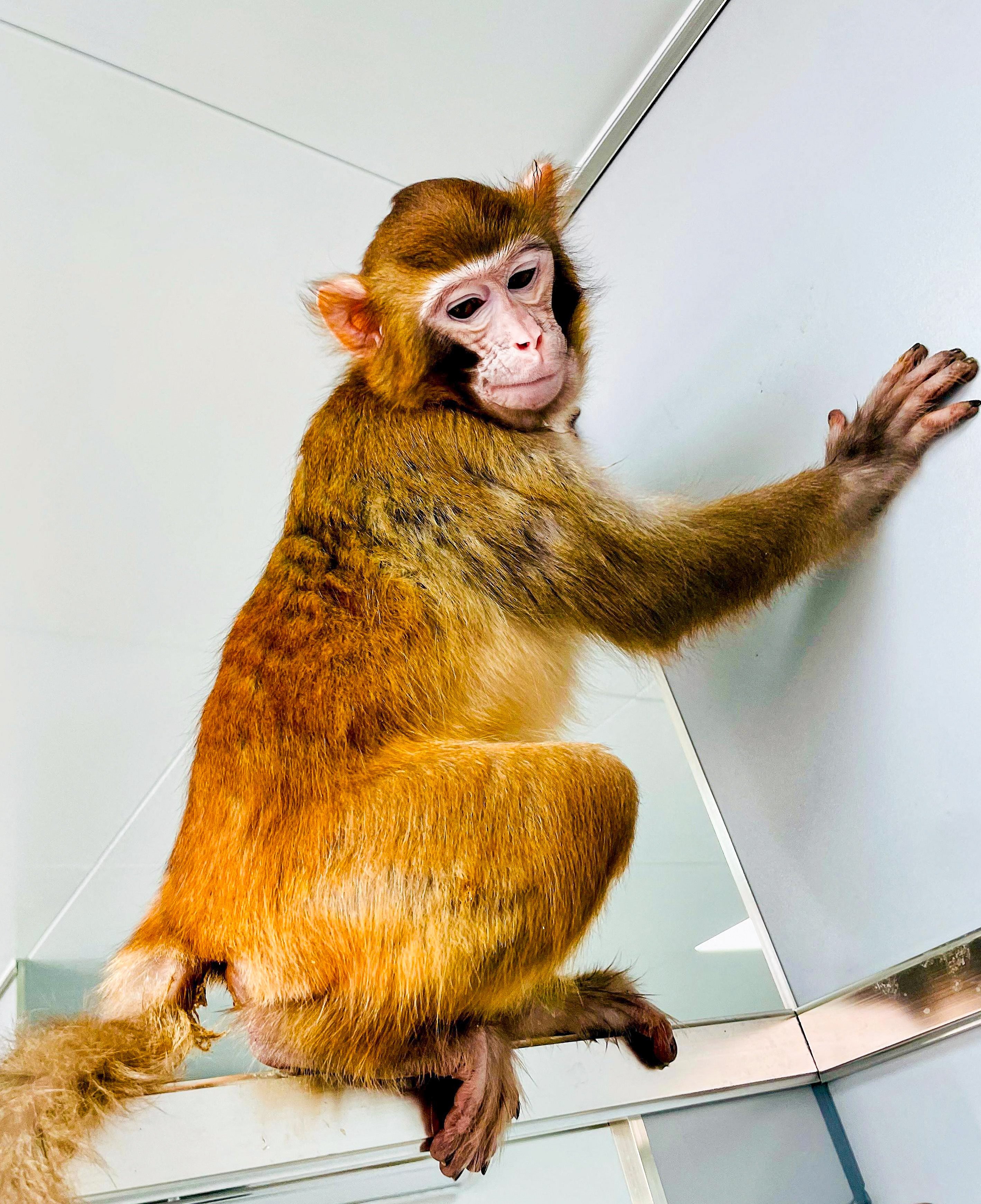 Retro is the first rhesus monkey, and only the second primate species ever, to be successfully cloned. Photo: AFP